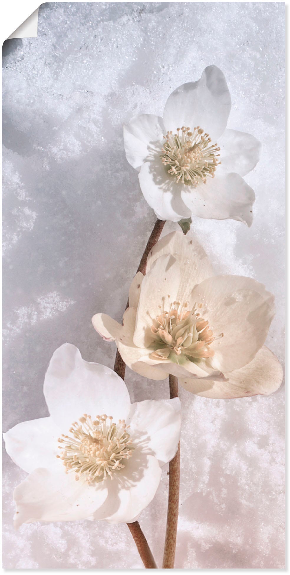Artland Wandbild "Christrose im Schnee", Blumen, (1 St.), als Leinwandbild, Poster in verschied. Größen