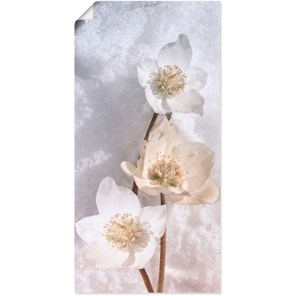 Artland Wandbild »Christrose im Schnee«, Blumen, (1 St.)