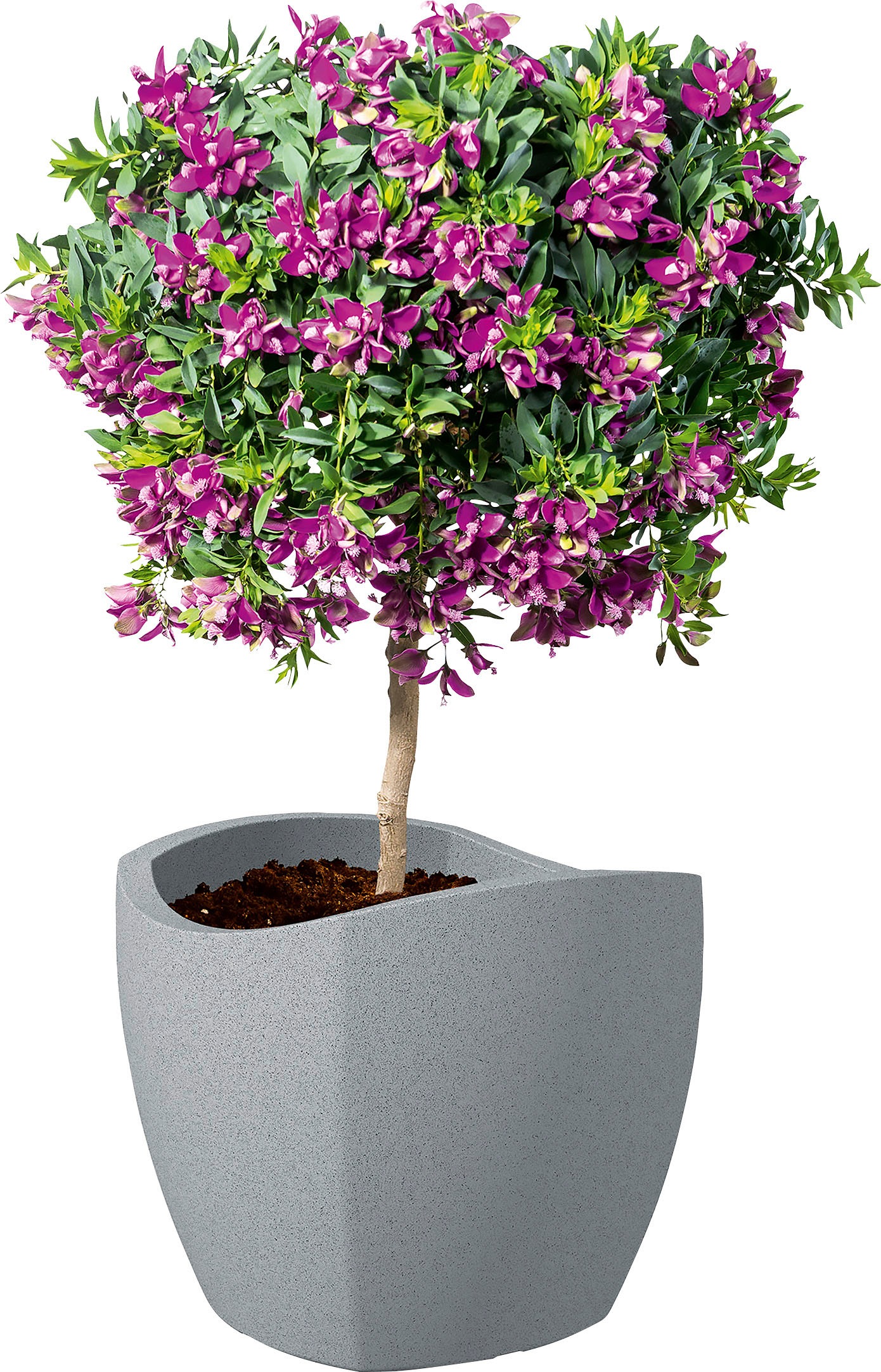 Scheurich Blumentopf »40/256 WAVE GLOBE CUBO«