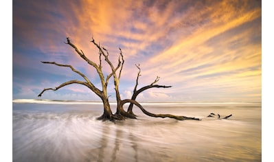 Fototapete »Torheit Strand toter Baum«