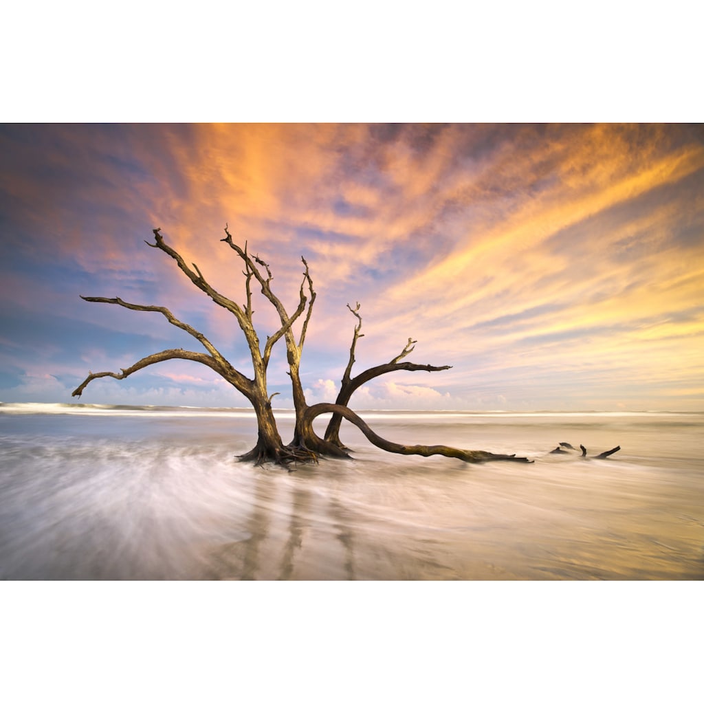 Papermoon Fototapete »Torheit Strand toter Baum«