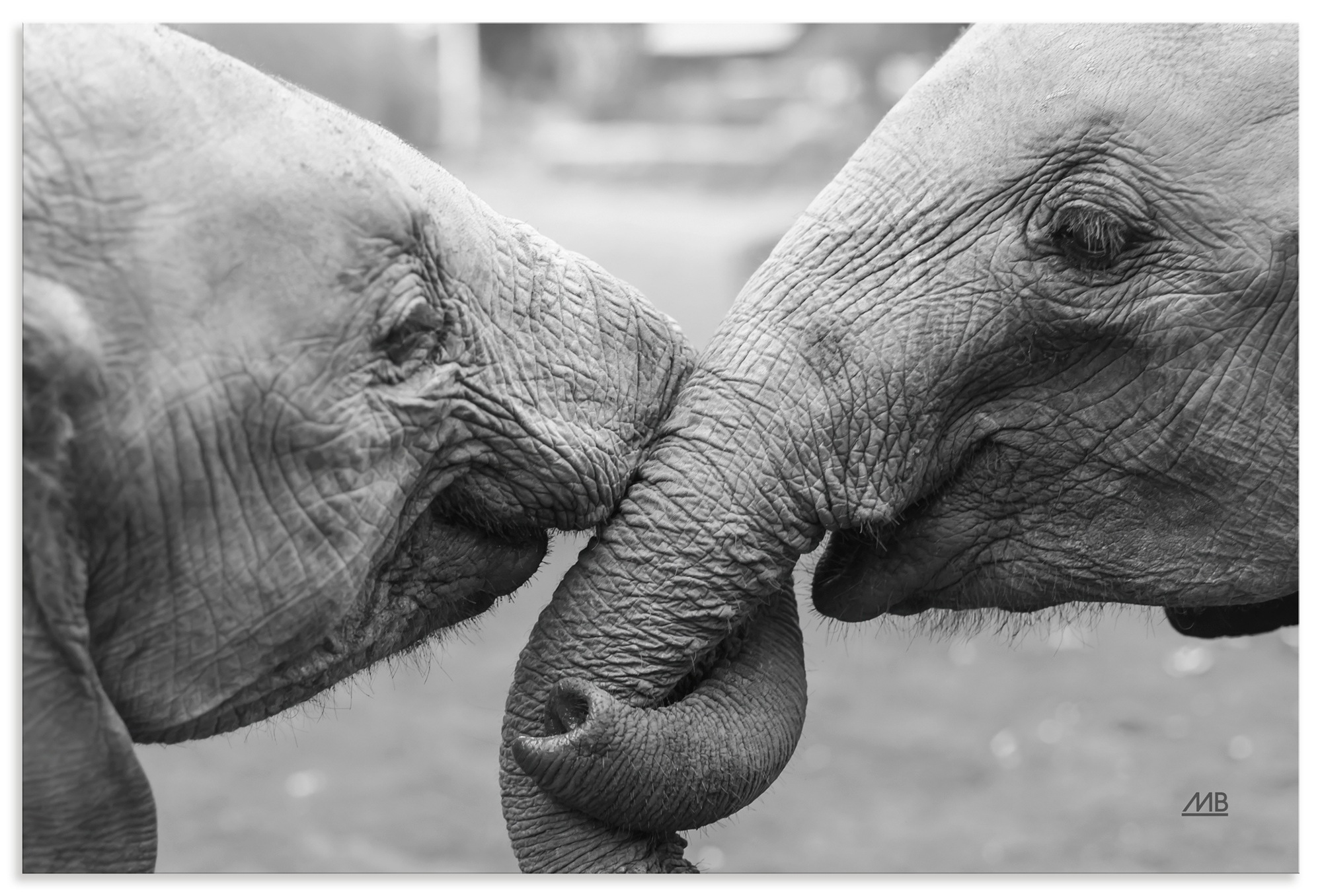 ARTLAND Besties Wall Art Gray 30x20cm