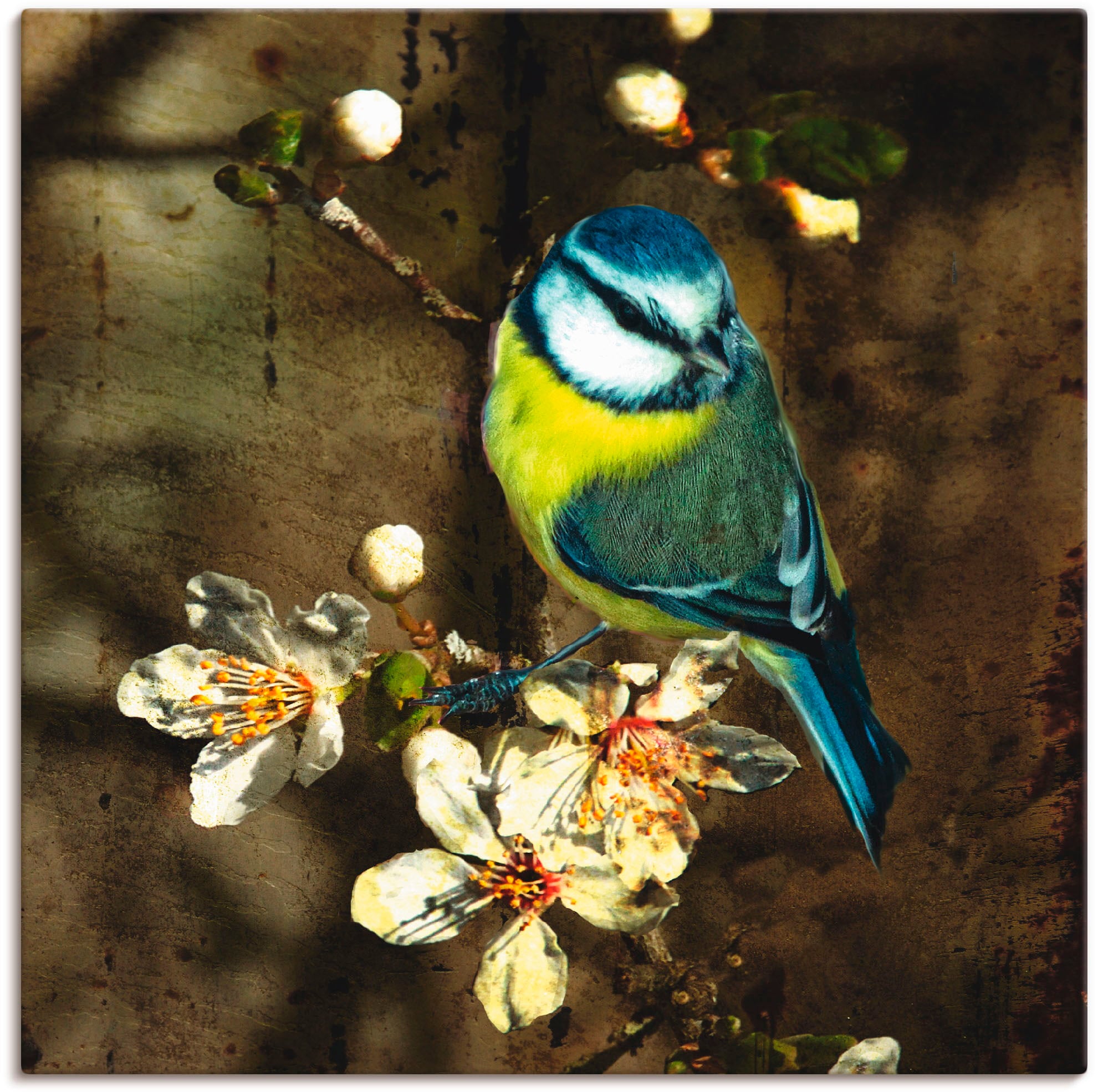 Kirschzweig«, Vögel, in kaufen St.), Artland Größen »Blaumeise | Wandbild (1 Alubild, Leinwandbild, versch. als oder auf Poster Wandaufkleber BAUR