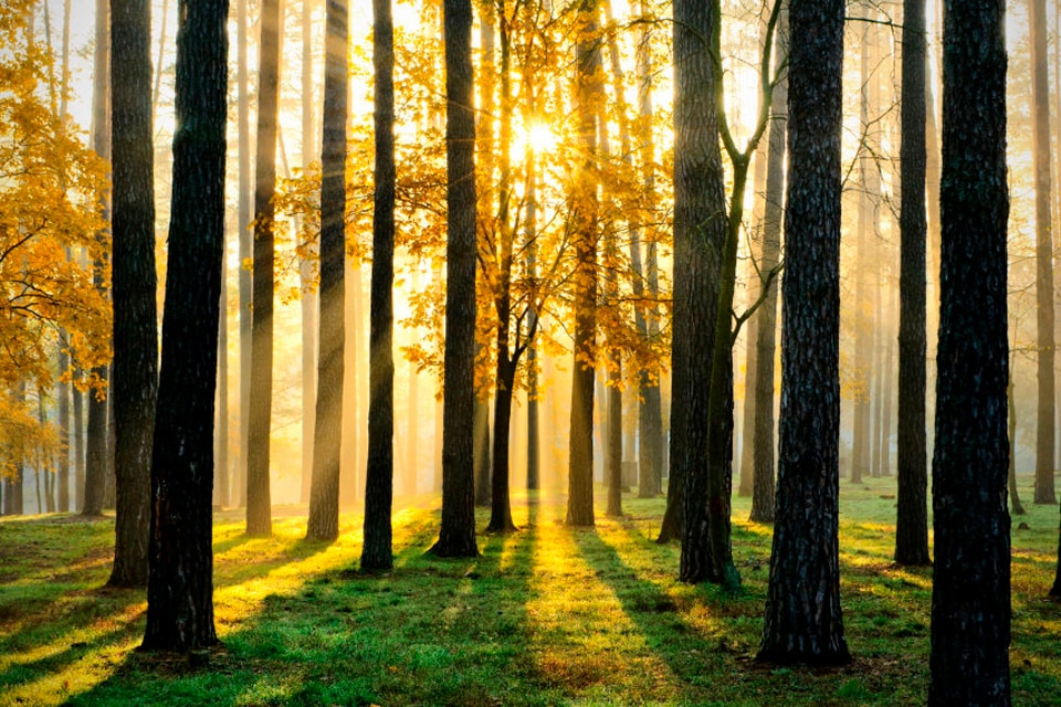 Papermoon Fototapete "Sunny Forest" matt