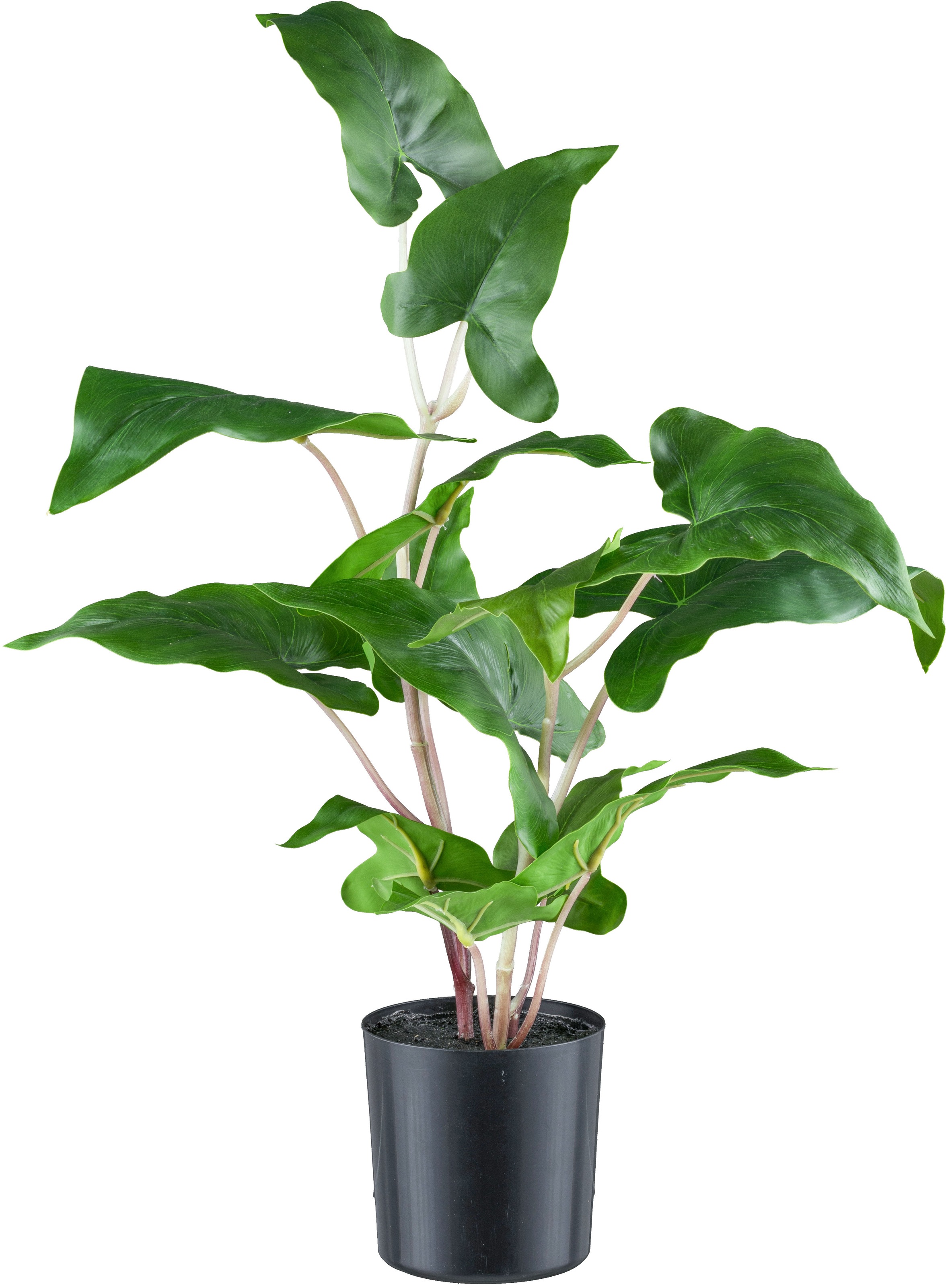 Creativ green Kunstpflanze »Colocasia esculenta«, mit detailgetreuem Blattwerk