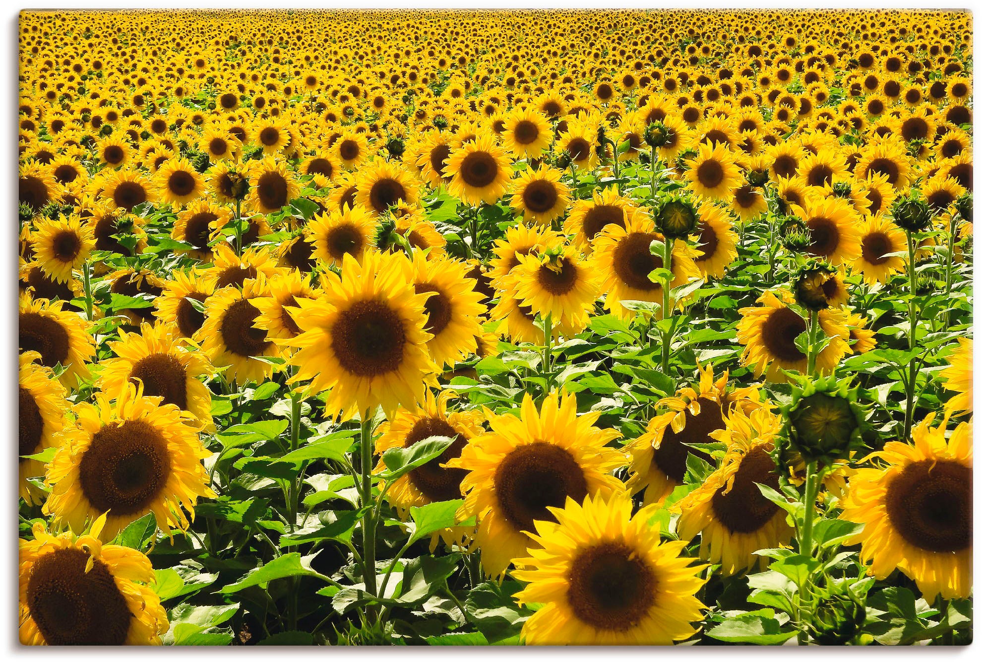 Artland Wandbild "Sonnenblumenfeld" Blumen 1 Stk. tlg. als Alubild, Leinwan günstig online kaufen