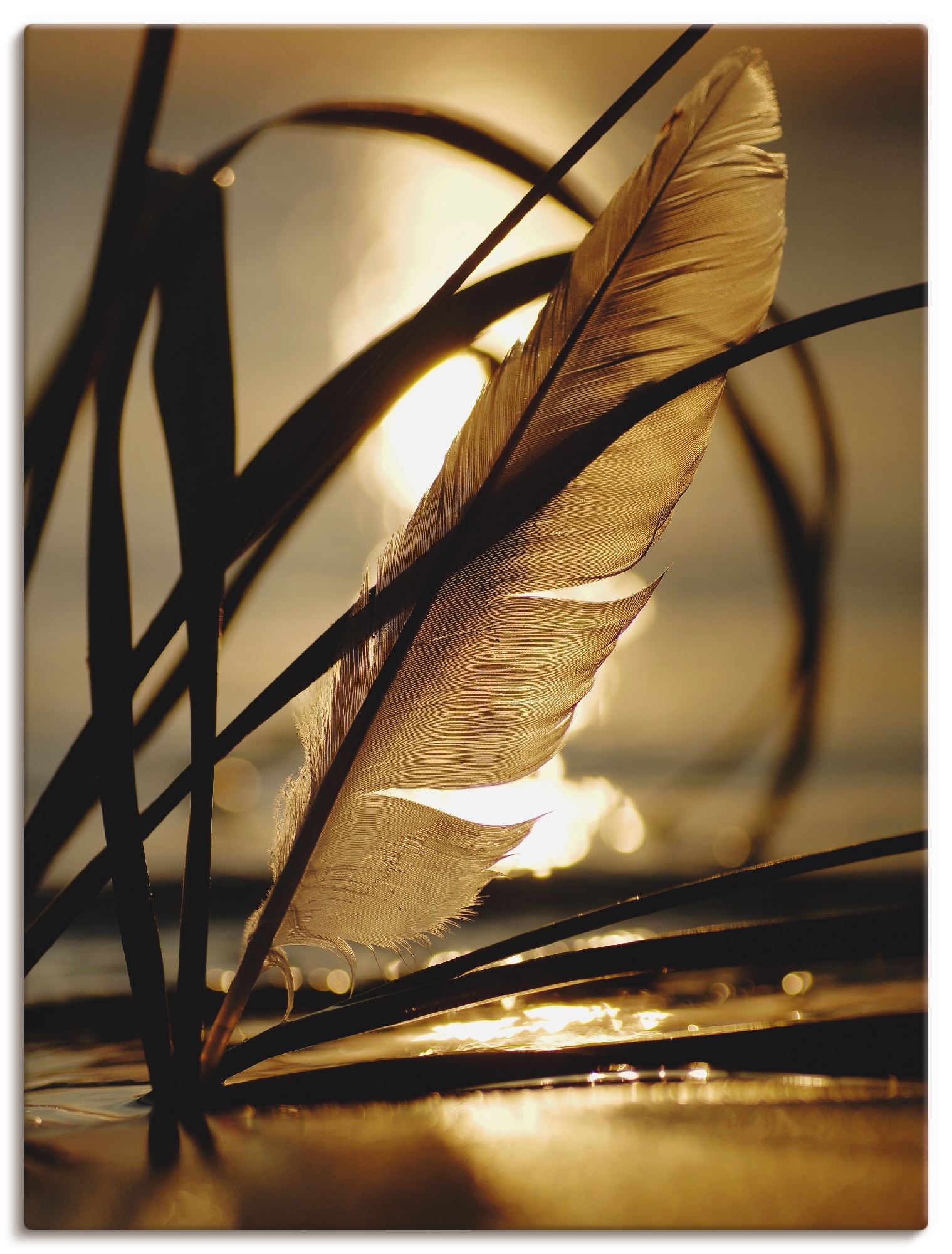 Artland Wandbild "Feder im Abendlicht" Gräser 1 Stk. tlg. als Leinwandbild, Poster in verschied. Größen