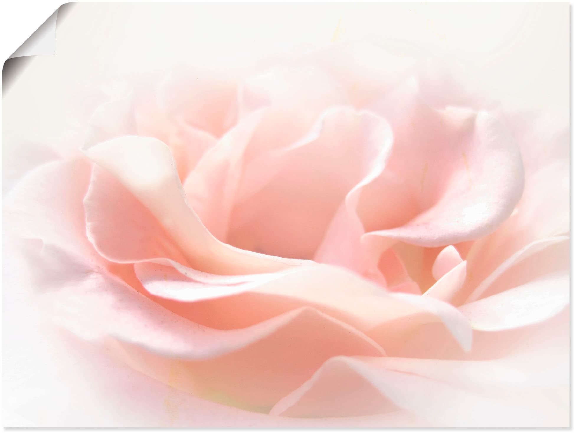 Artland Wandbild "Rose I" Blumen 1 Stk. tlg. als Alubild, Poster in verschied. Größen