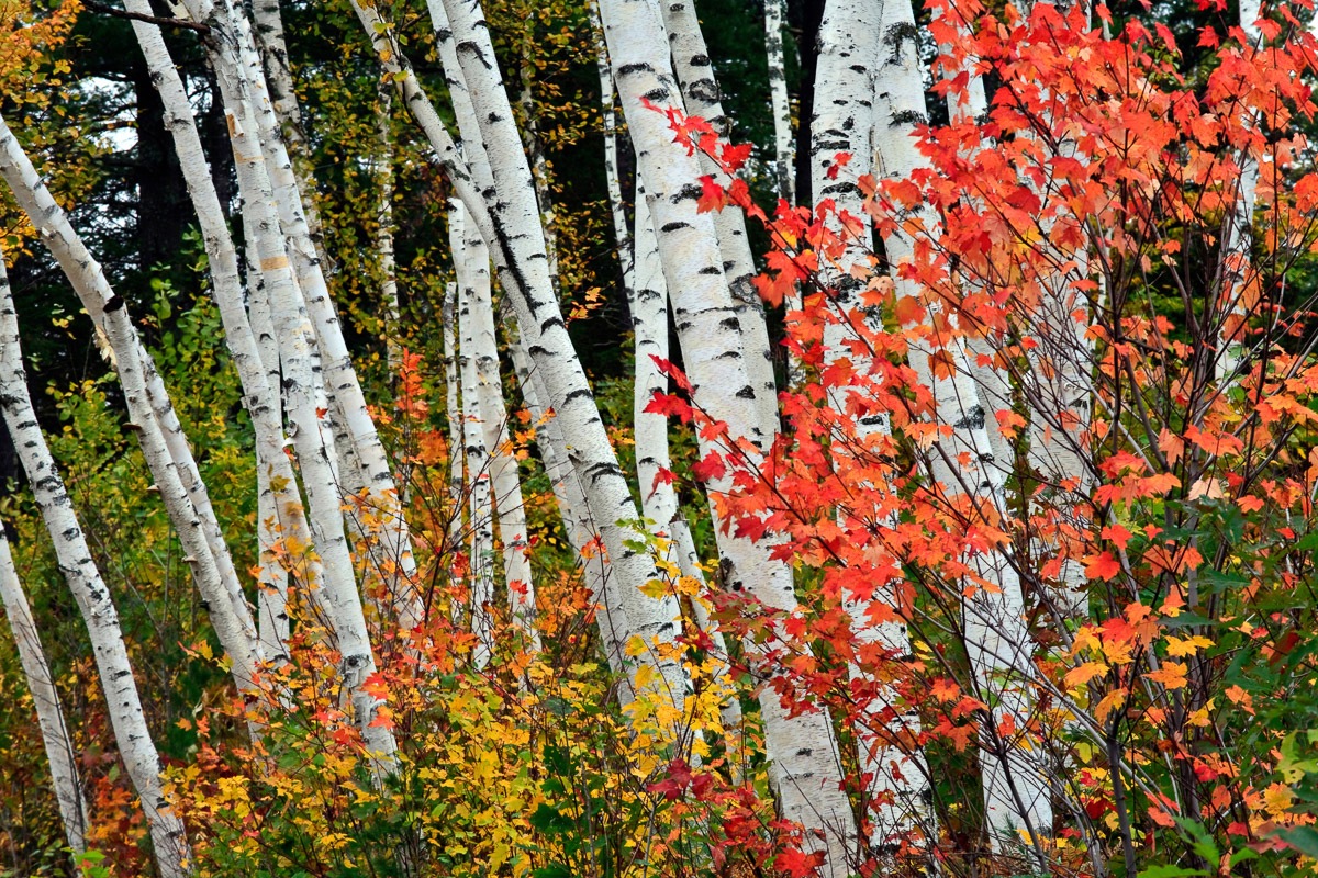 Papermoon Fototapetas »Herbst Birkenwald«