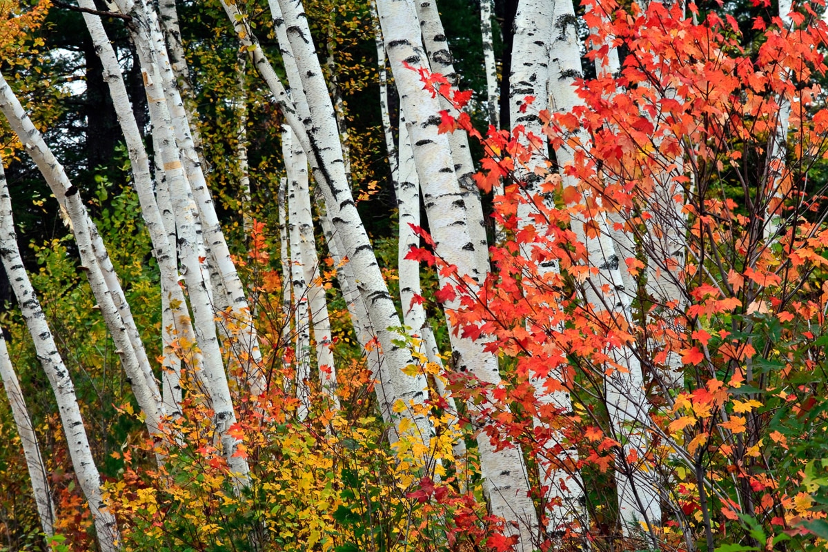 Papermoon Fototapete "Herbst Birkenwald"