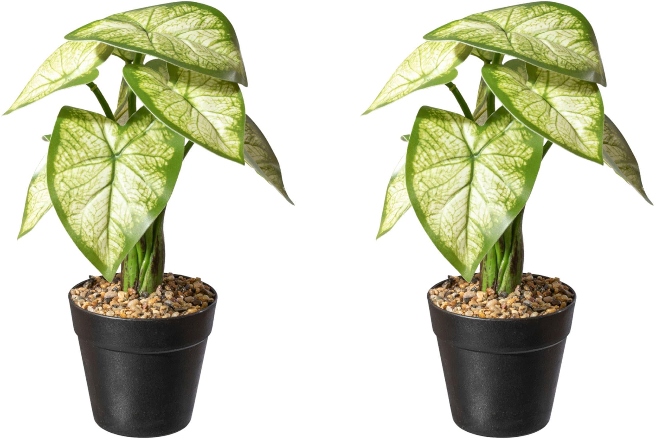 Creativ green Künstliche Zimmerpflanze | Topf »Dracaena draco«, im BAUR kaufen