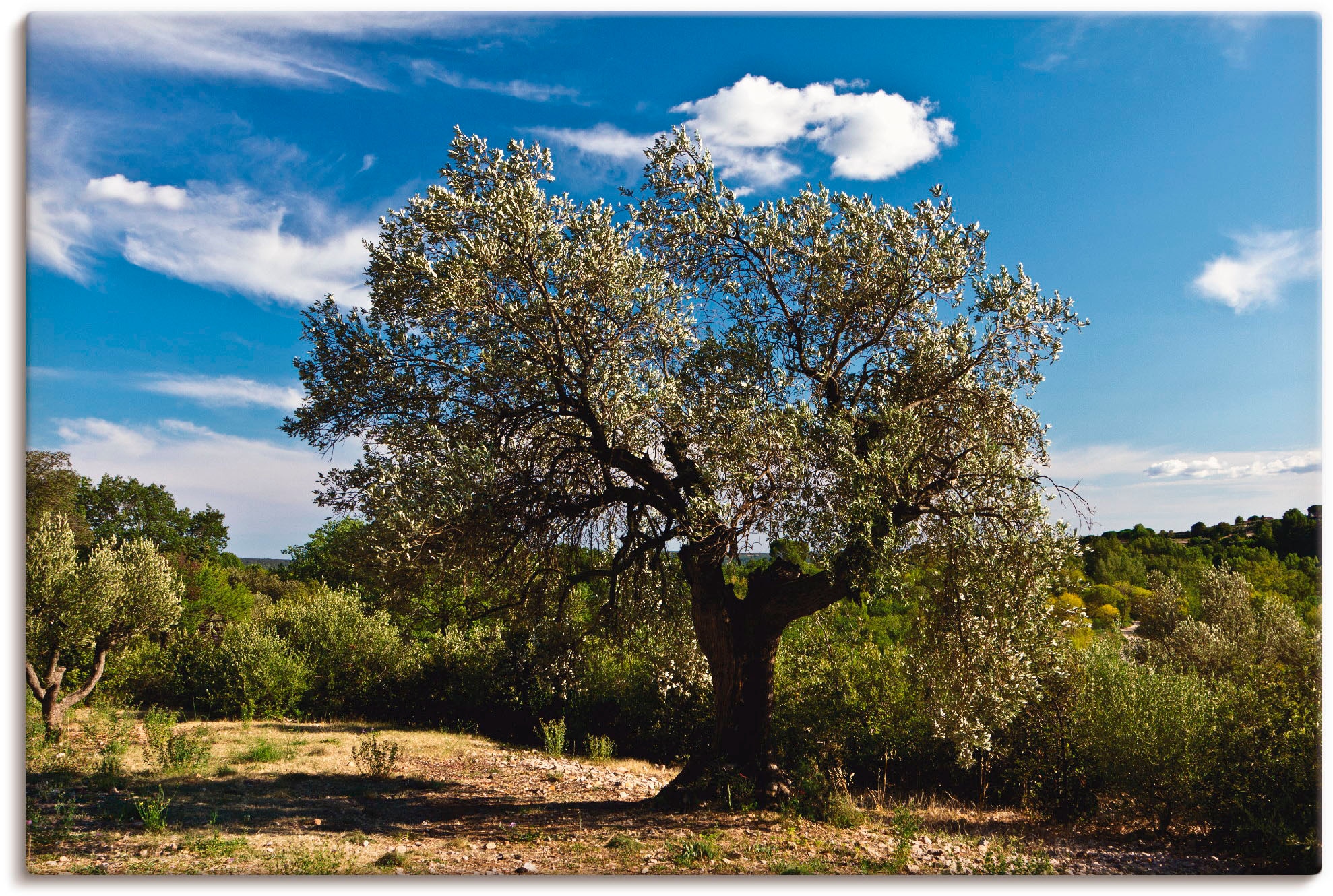 Artland Wandbild "Olivenbaum in Südfrankreich", Bäume, (1 St.), als Alubild günstig online kaufen