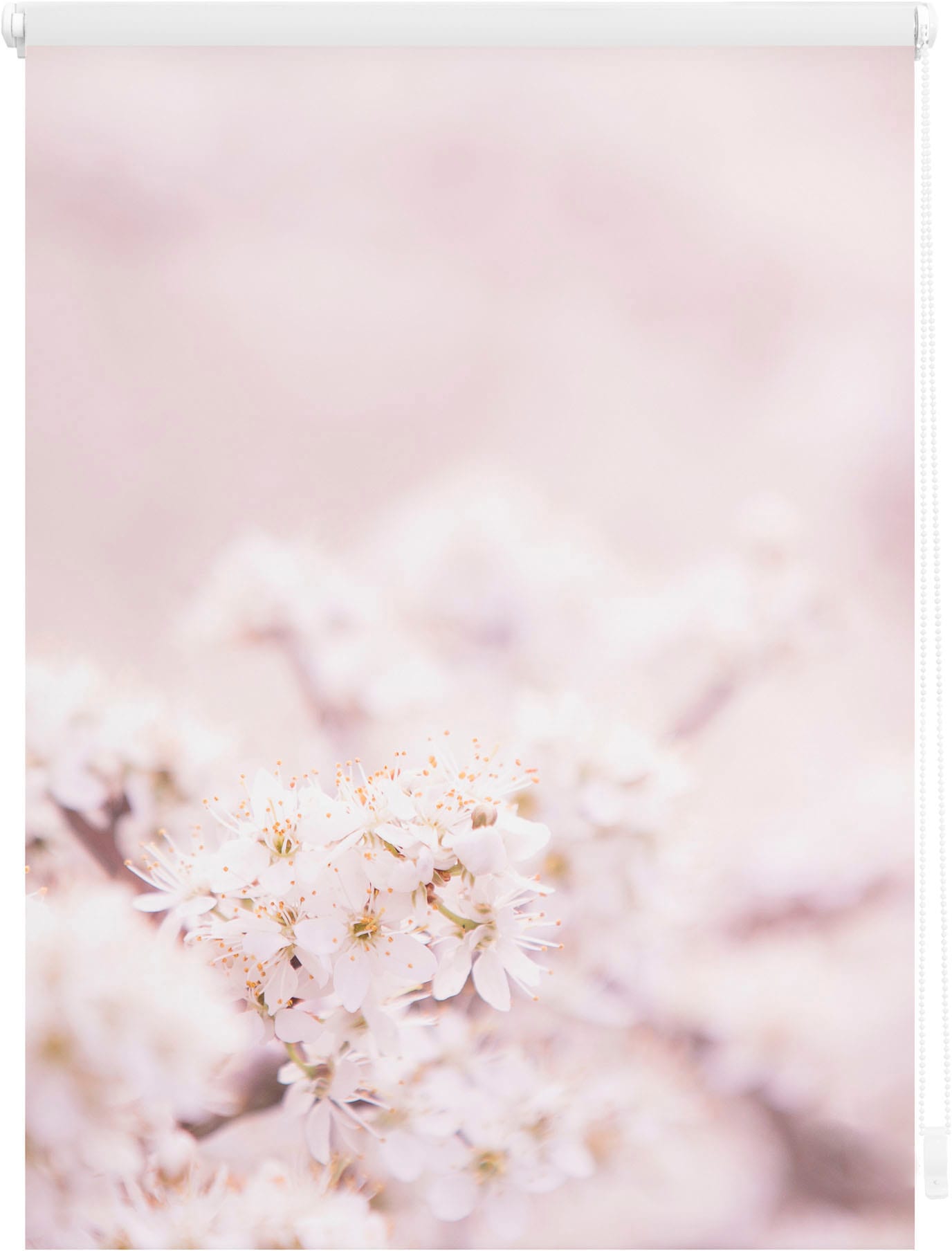 Weiß«, ohne Klemmfix, - | Rosa freihängend Kirschblüten Seitenzugrollo BAUR »Rollo Verdunkelung, ORIGINAL Verdunkelung-energiesparend, verdunkelnd, bestellen Bohren, LICHTBLICK