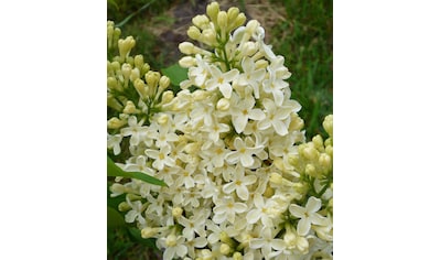 BCM Gehölze »Flieder 'Primrose'«, (1 St.), Höhe: 50-60 cm, 1 Pflanze kaufen