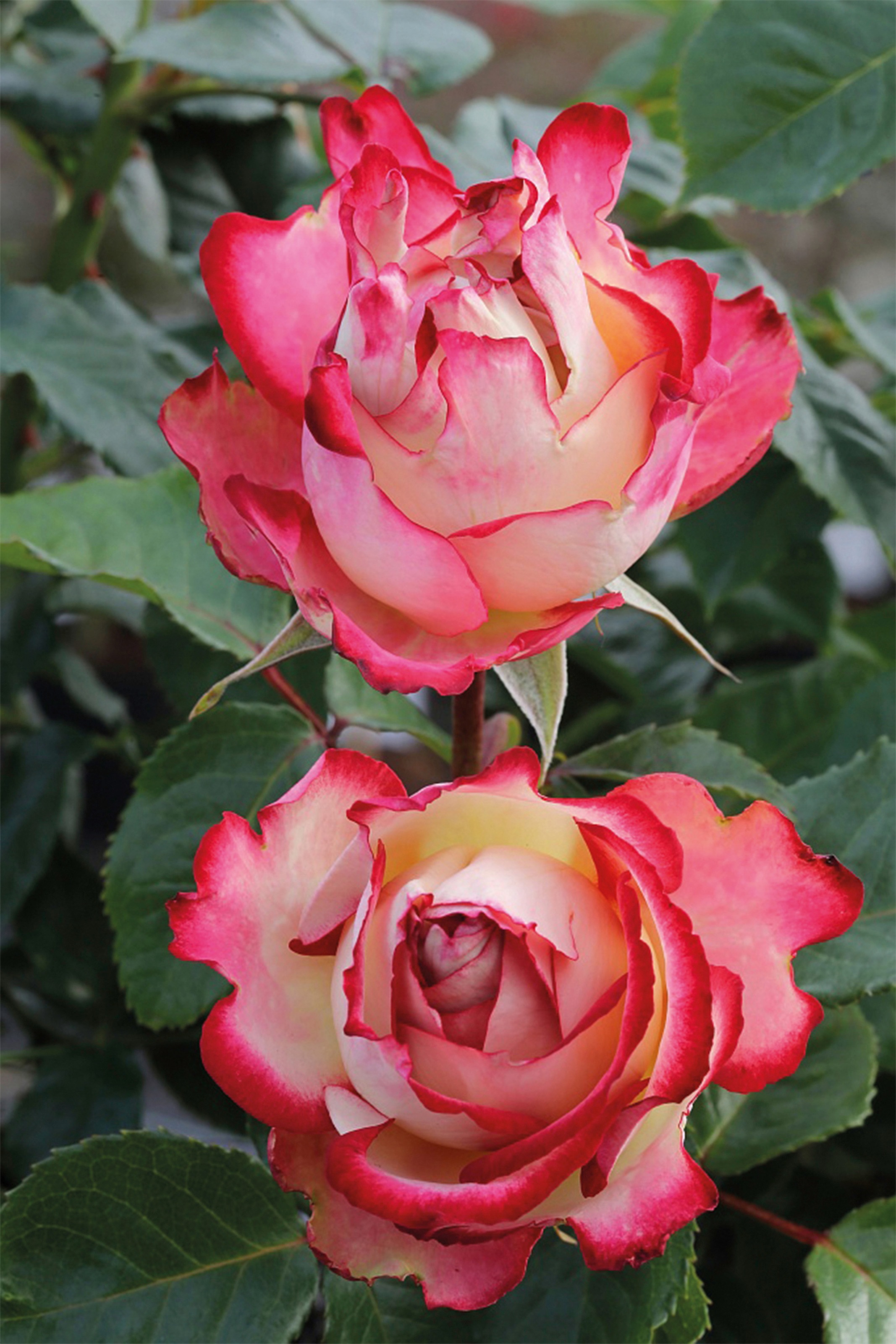 BCM Beetpflanze »Edelrose 'Mauritius'«, (1 St.), Höhe: 40 cm, 1 Pflanze kaufen