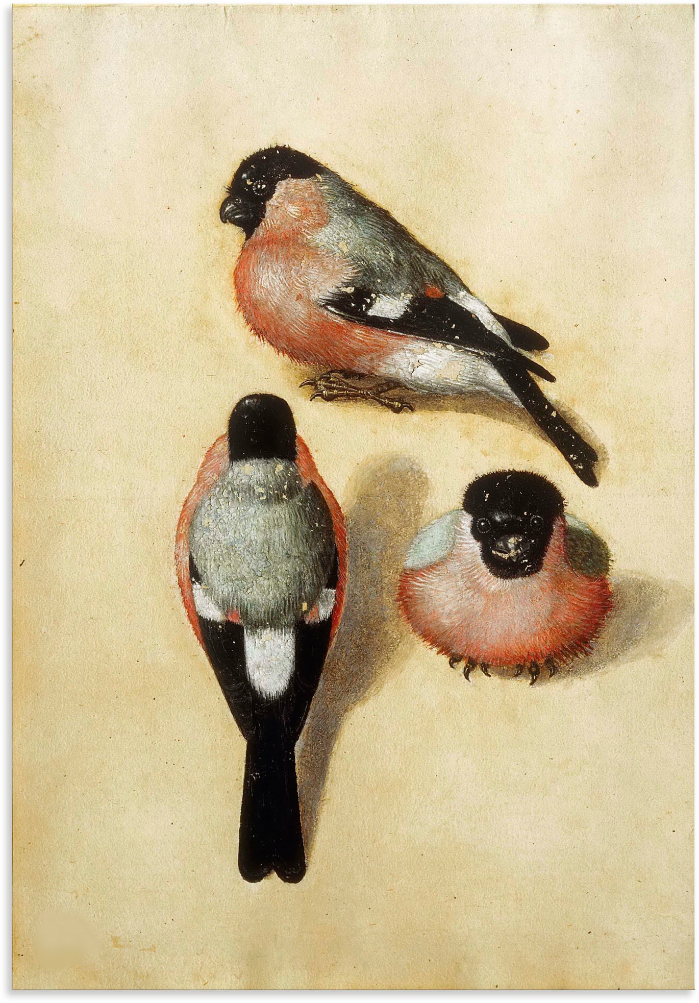 Artland Alu-Dibond-Druck »Vogel in drei Positionen.1520«, Vogelbilder, (1 St.), für Innen- und Außenbereich geeignet, Outdoorbild