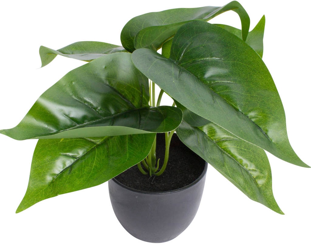 Botanic-Haus Künstliche Zimmerpflanze »Philodendron« kaufen | BAUR