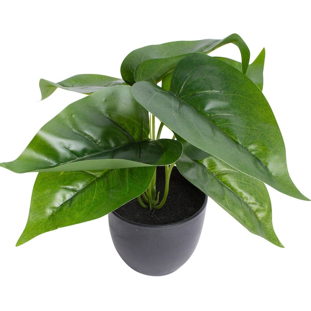 Botanic-Haus Künstliche Zimmerpflanze »Philodendron« kaufen | BAUR