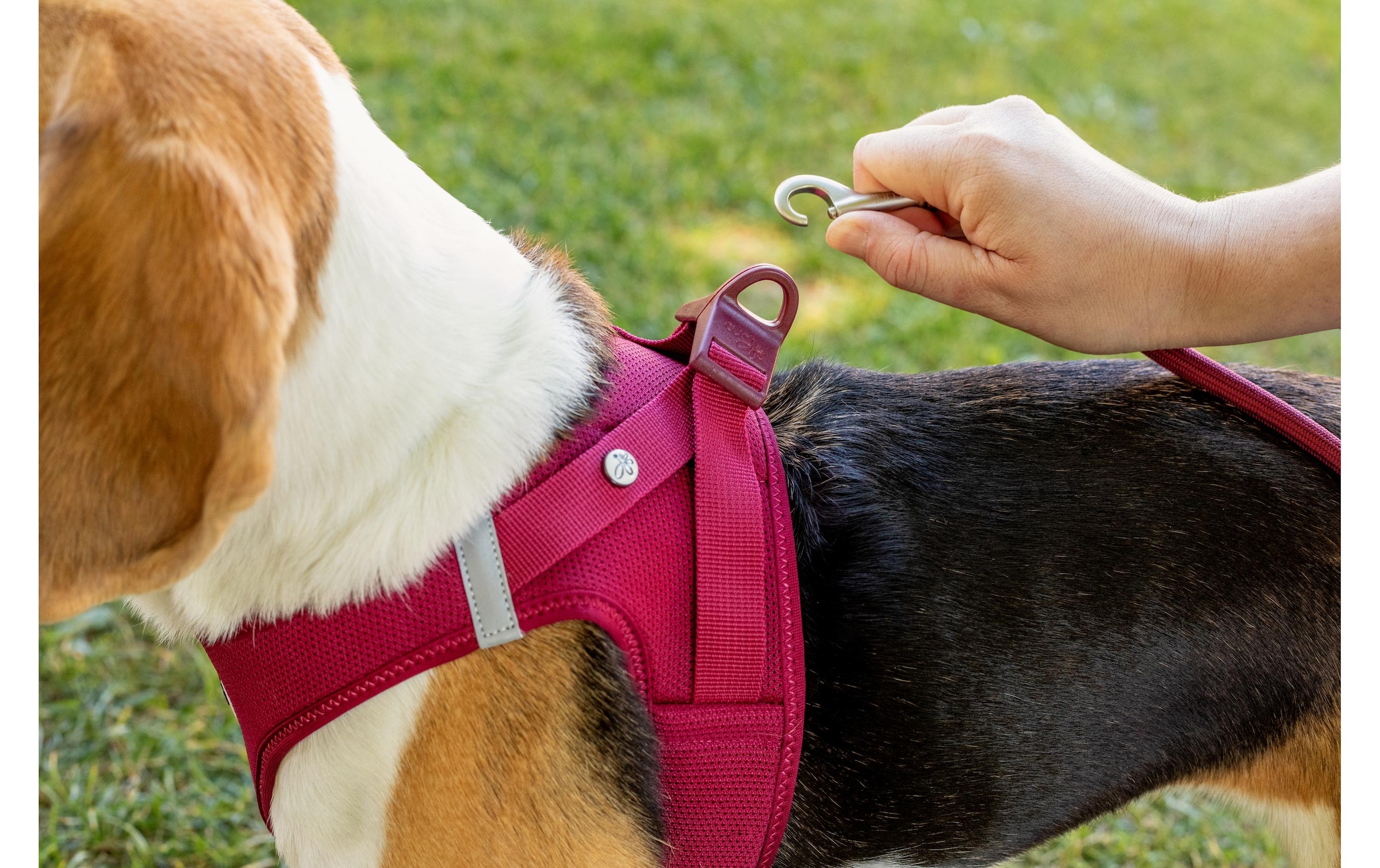 Curli Hunde-Geschirr »Vest Air-Mesh L« Polyester Hunderasse: Jack Russell
