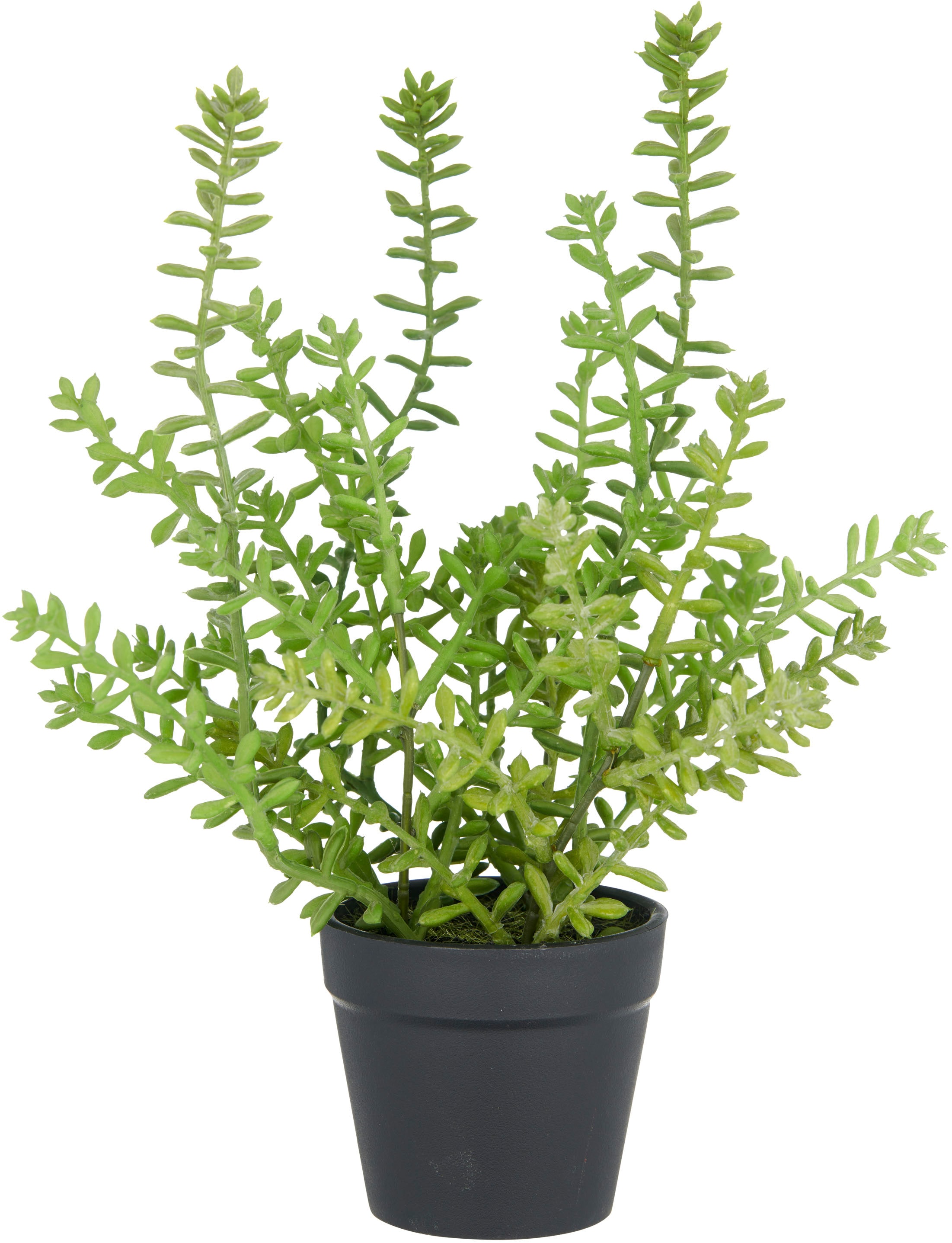 Creativ green Kunstpflanze »Sedum acre Yellow Queen«, mit filigranen Sedumzweigen