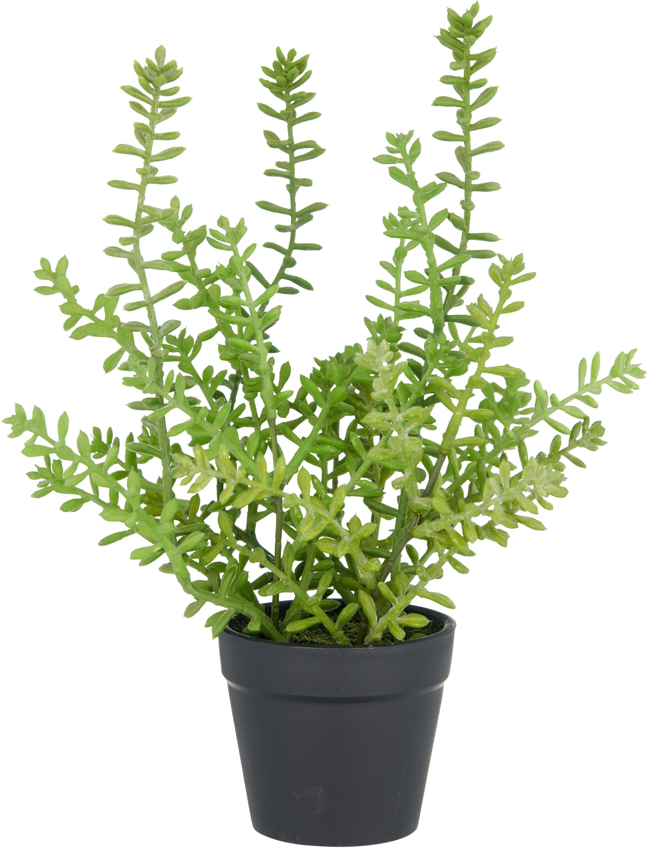 Creativ green Kunstpflanze "Sedum acre Yellow Queen", mit filigranen Sedumz günstig online kaufen