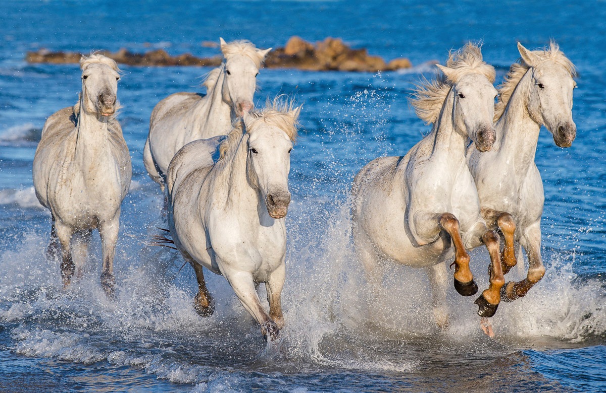 Papermoon Fototapete »PFERDE-CAMARGUE GALLOP STRAND MEER TIERE KÜSTE PROVENCE«