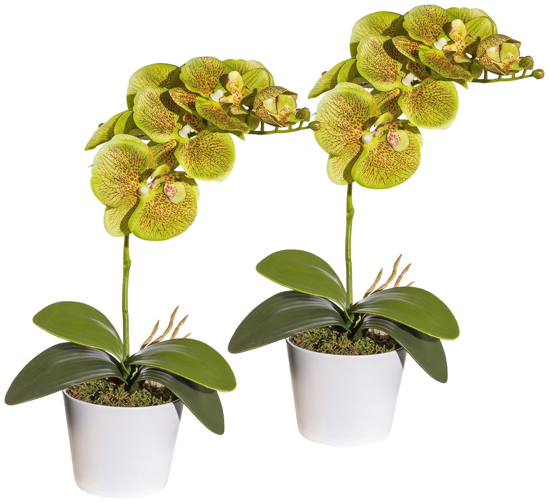 Creativ green Kunstpflanze »Orchidee Phalaenopsis«, im Keramiktopf