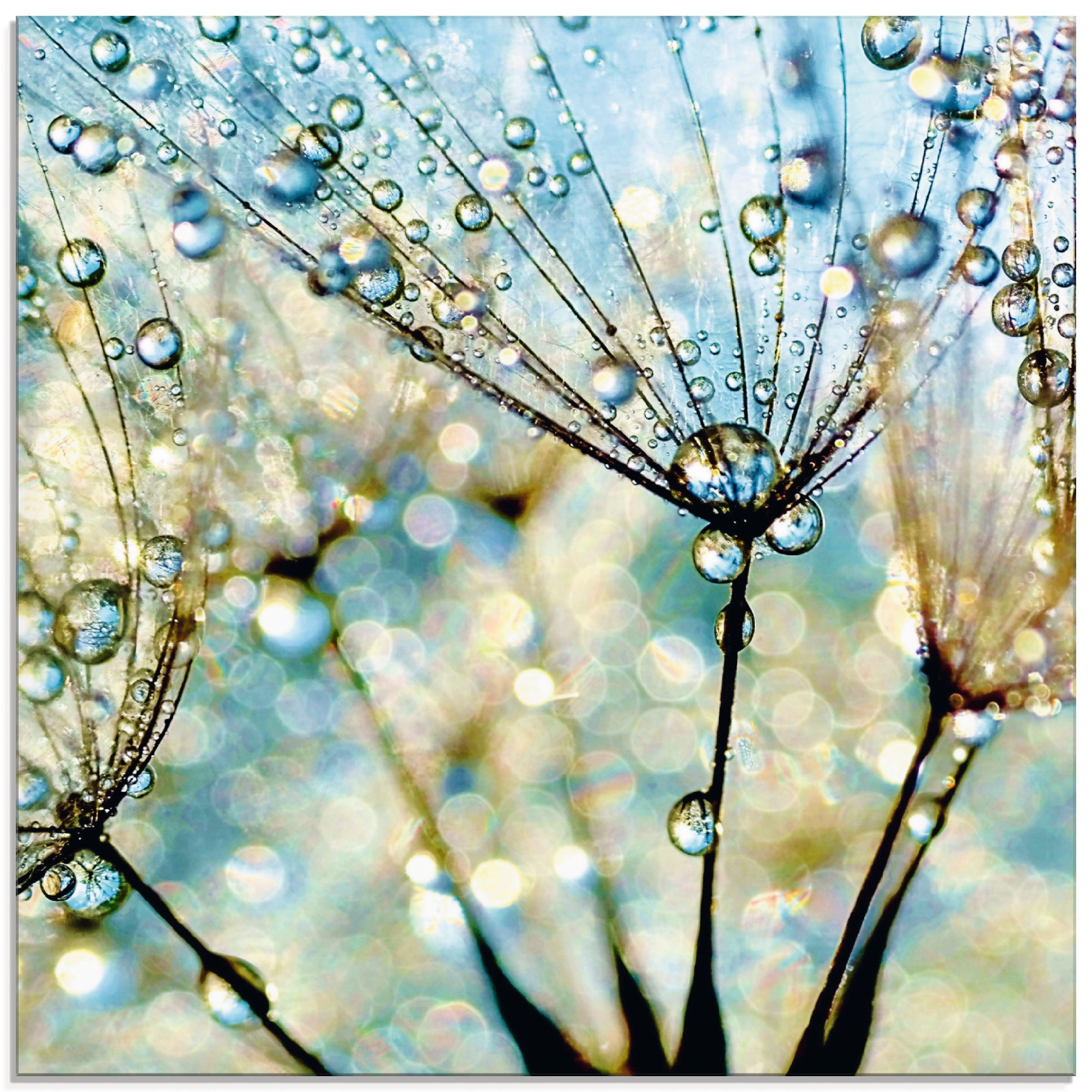 Artland Glasbild "Pusteblume Blaue Diamanten", Blumen, (1 St.), in verschiedenen Größen