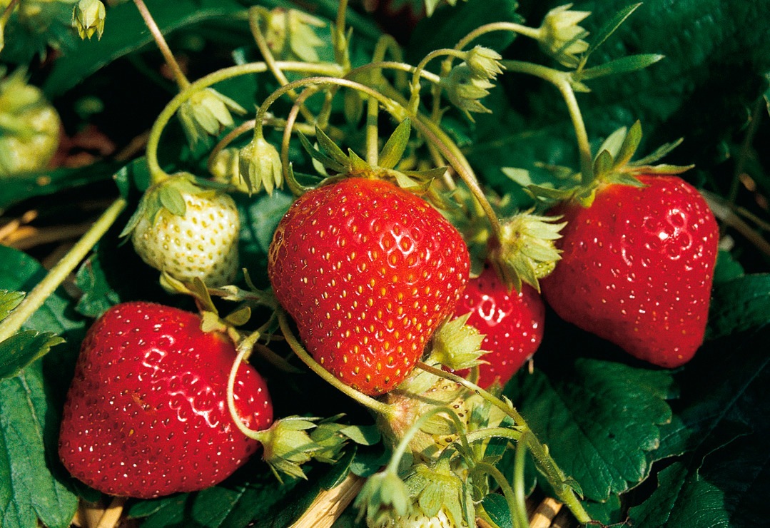 BCM Obstpflanze »Erdbeere 'Mara des Bois'«, (24 St.) kaufen