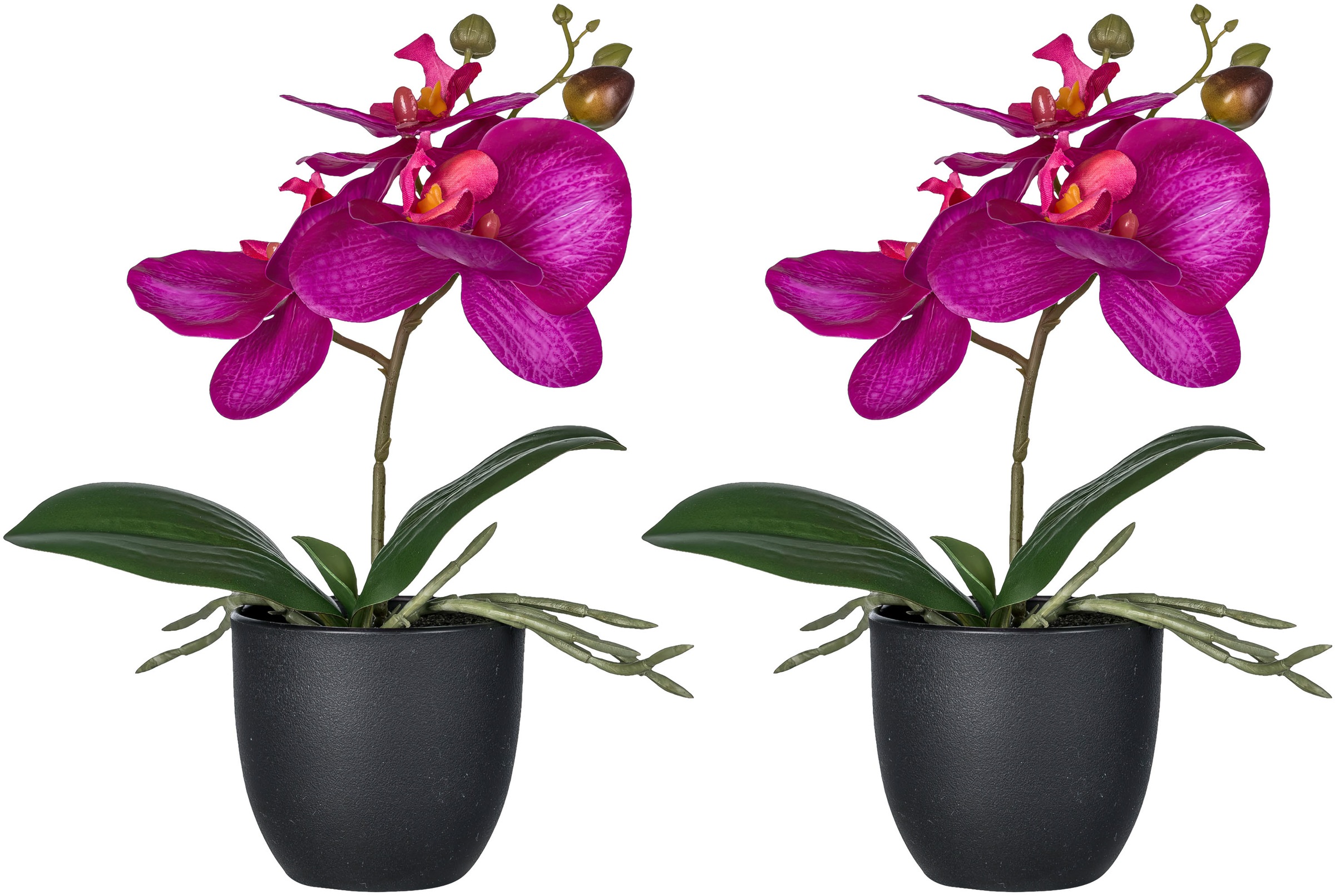 Creativ green Kunstorchidee "Orchidee Phalaenopsis", mit naturgetreuen Blüt günstig online kaufen