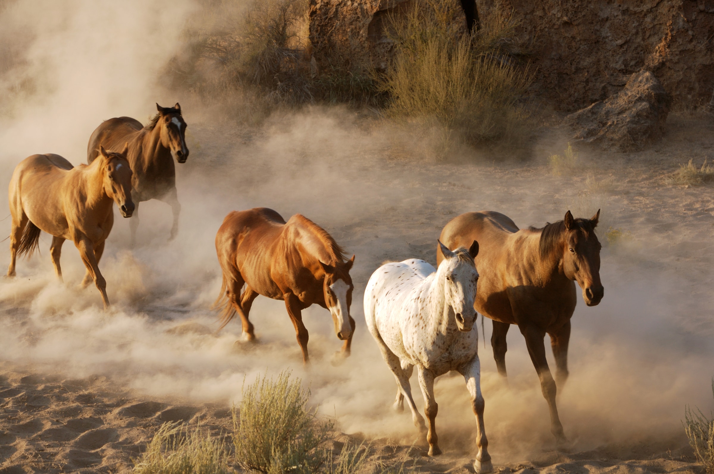 Papermoon Fototapetas »Wild Horses«