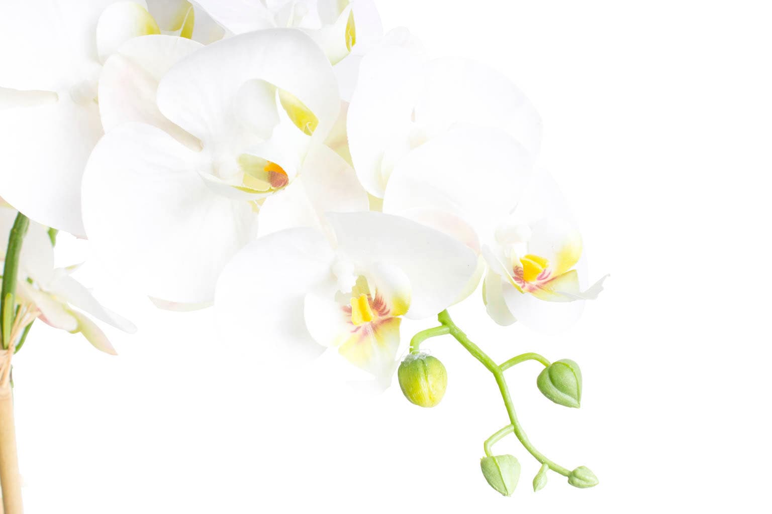 BAUR | »Orchidee Bora« bestellen Botanic-Haus Kunstorchidee