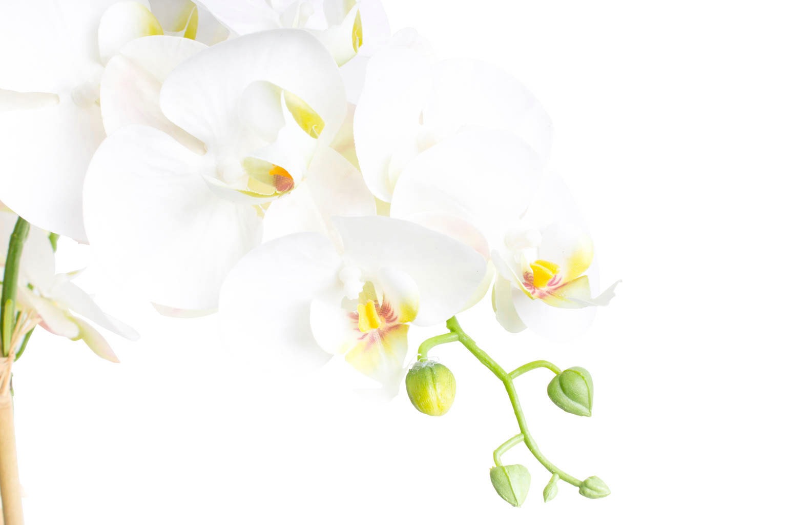 Botanic-Haus Kunstorchidee "Orchidee Bora" günstig online kaufen