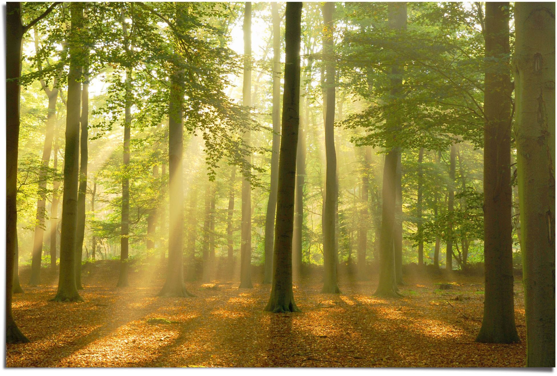 Reinders Poster "Erleuchteter Wald" 1 Stk. tlg. günstig online kaufen