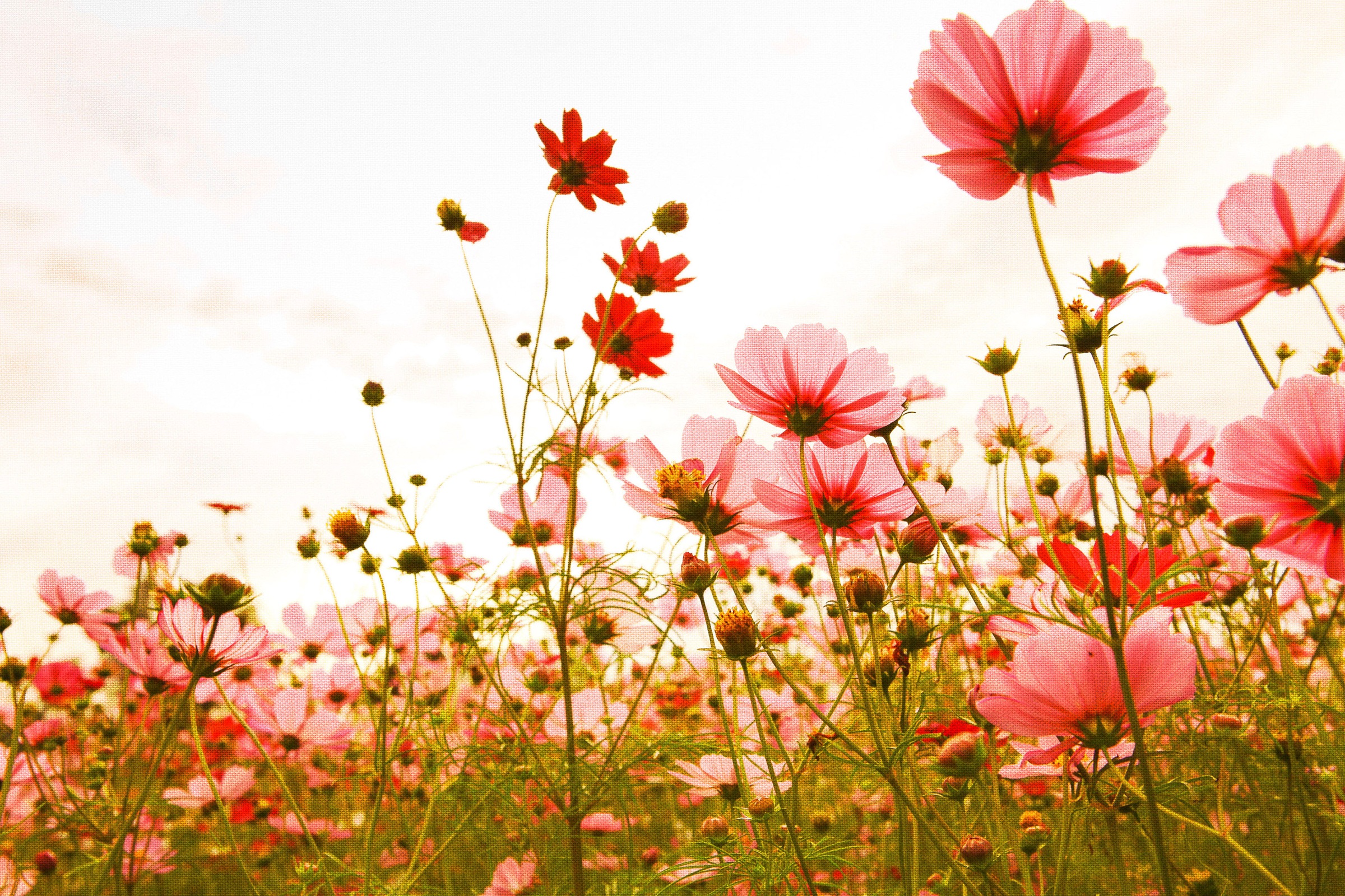 A.S. Création Leinwandbild »Flower Meadow«, Blumen, (1 St.), Mohnblume Keilrahmen Blumenwiese