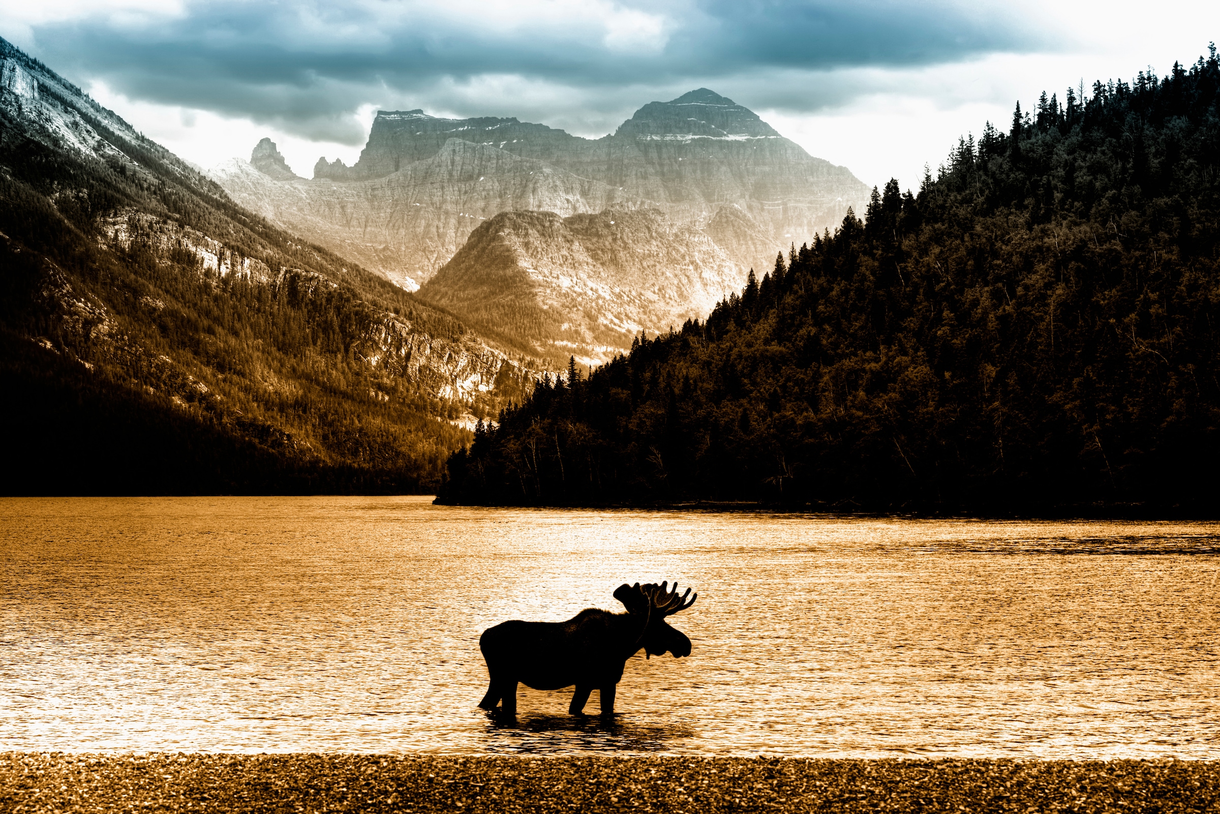 Papermoon Fototapete "Moose in Waterton Lake" glatt günstig online kaufen