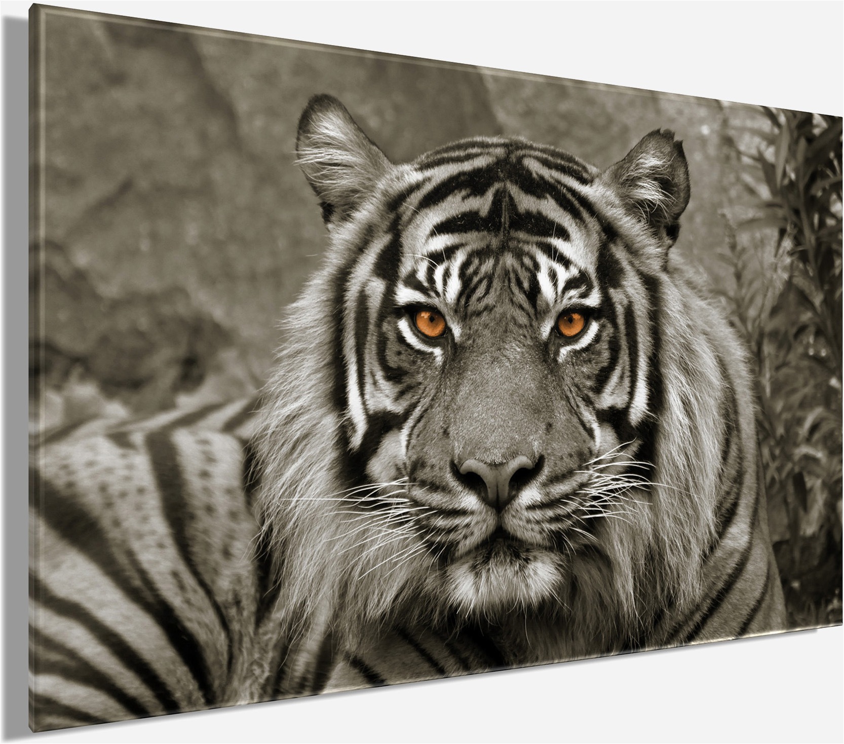 Bönninghoff Leinwandbild »Wandbild TIGER 78x118 cm – Leinwandbild Keilrahmen Deko modern« Raubkatzen | Tiger | Wildtiere 1 Stk. tlg. auf Keilrahmen gespannt