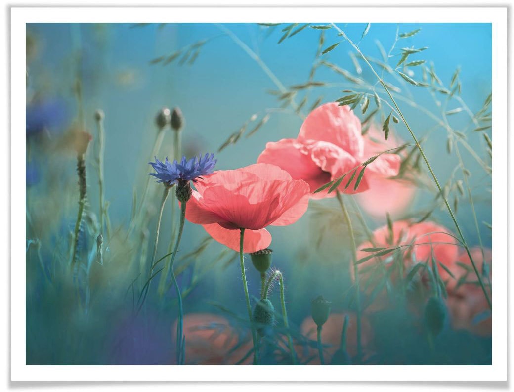 »Wildblumen St.) kaufen (1 Poster | Wall-Art Blumen, BAUR Aquamarin«,
