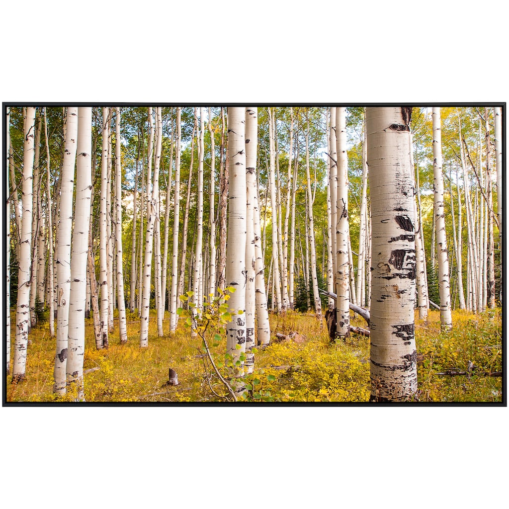 Papermoon Infrarotheizung »Birken in Colorado Rocky Mountains«
