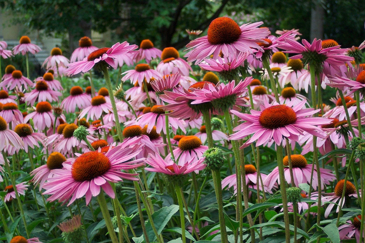 Papermoon Fototapete "Sommerblumen"
