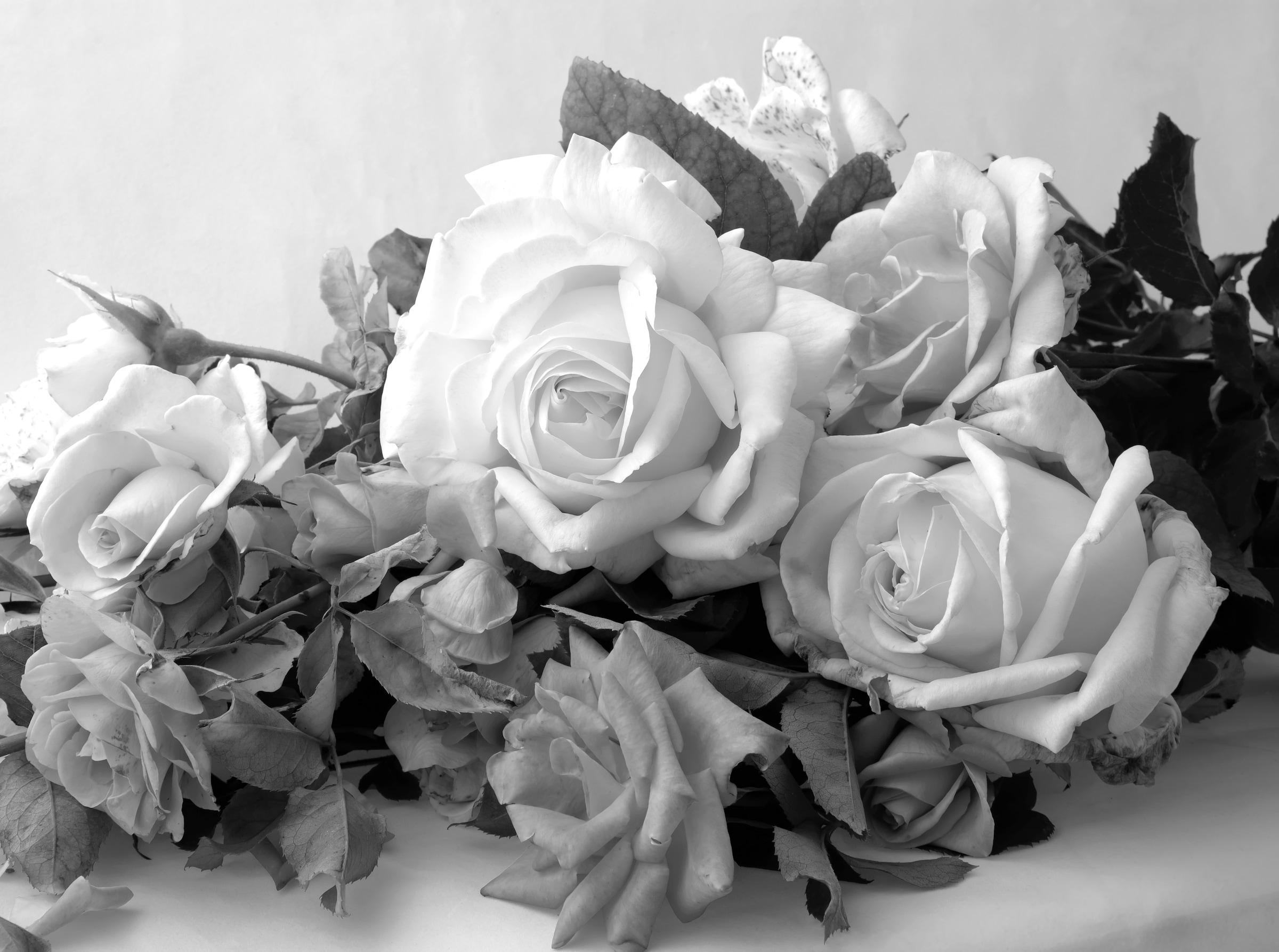 Papermoon Fototapete "Blumen Schwarz & Weiß"