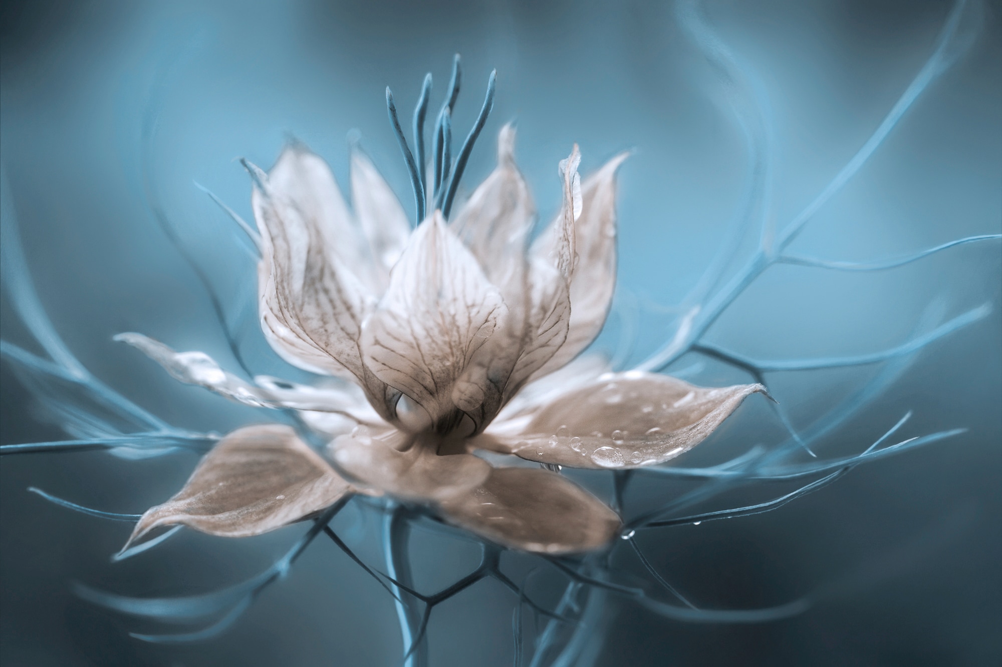 Papermoon Fototapete "Photo-Art MANDY DISHER, NIGELLA, BLUMENBLÜTE TÜRKIS"
