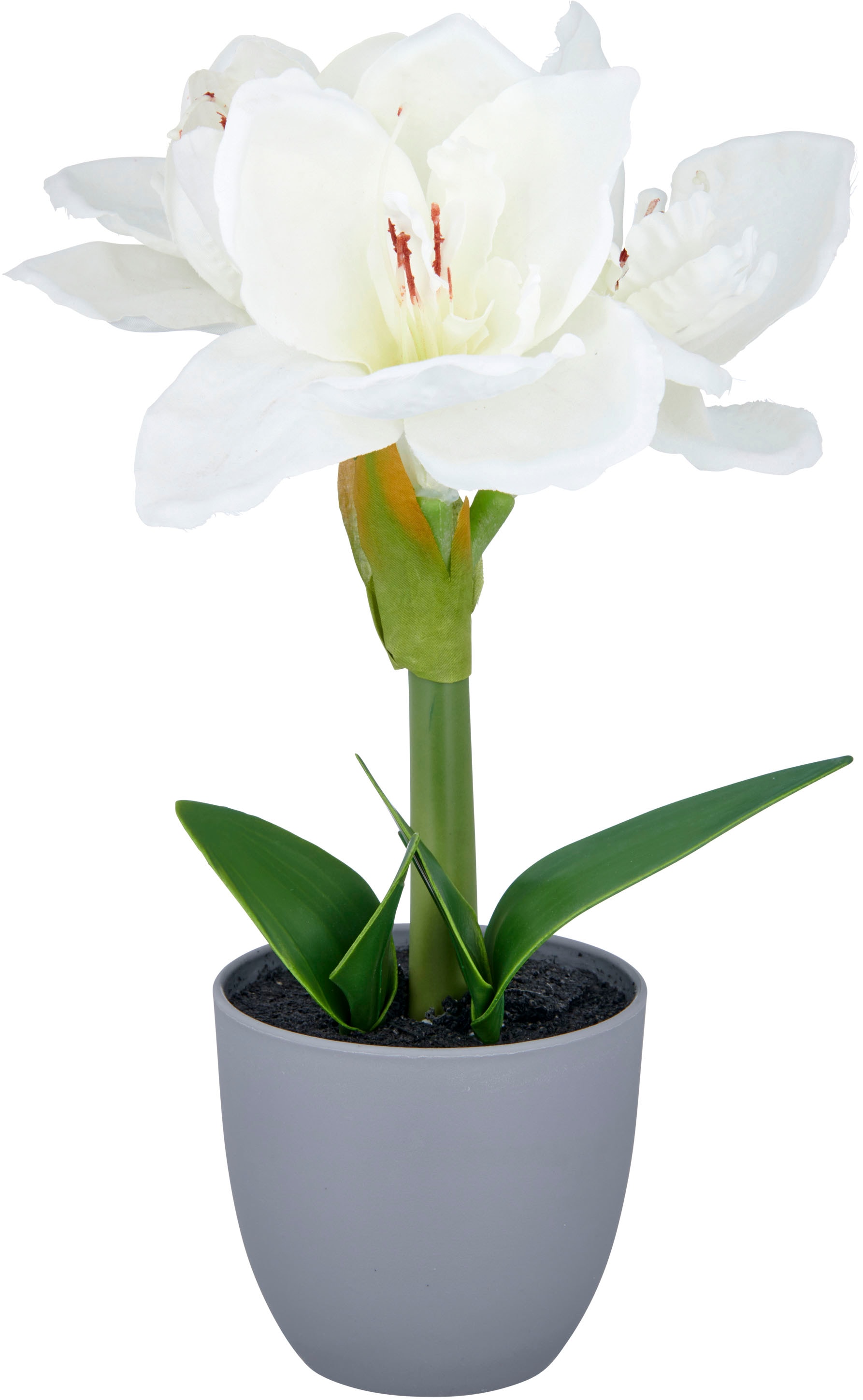 Creativ green Kunstblume »Amaryllis« mit traumhaft schöner Blüte