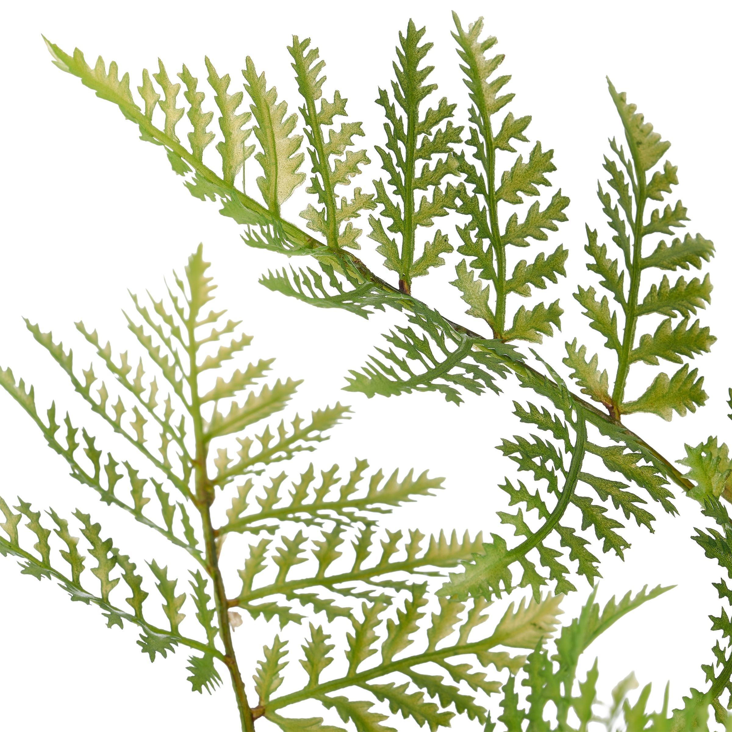 Creativ green Kunstpflanze »Hasenpfotenfarn« mit naturgetreuen Farnwedeln