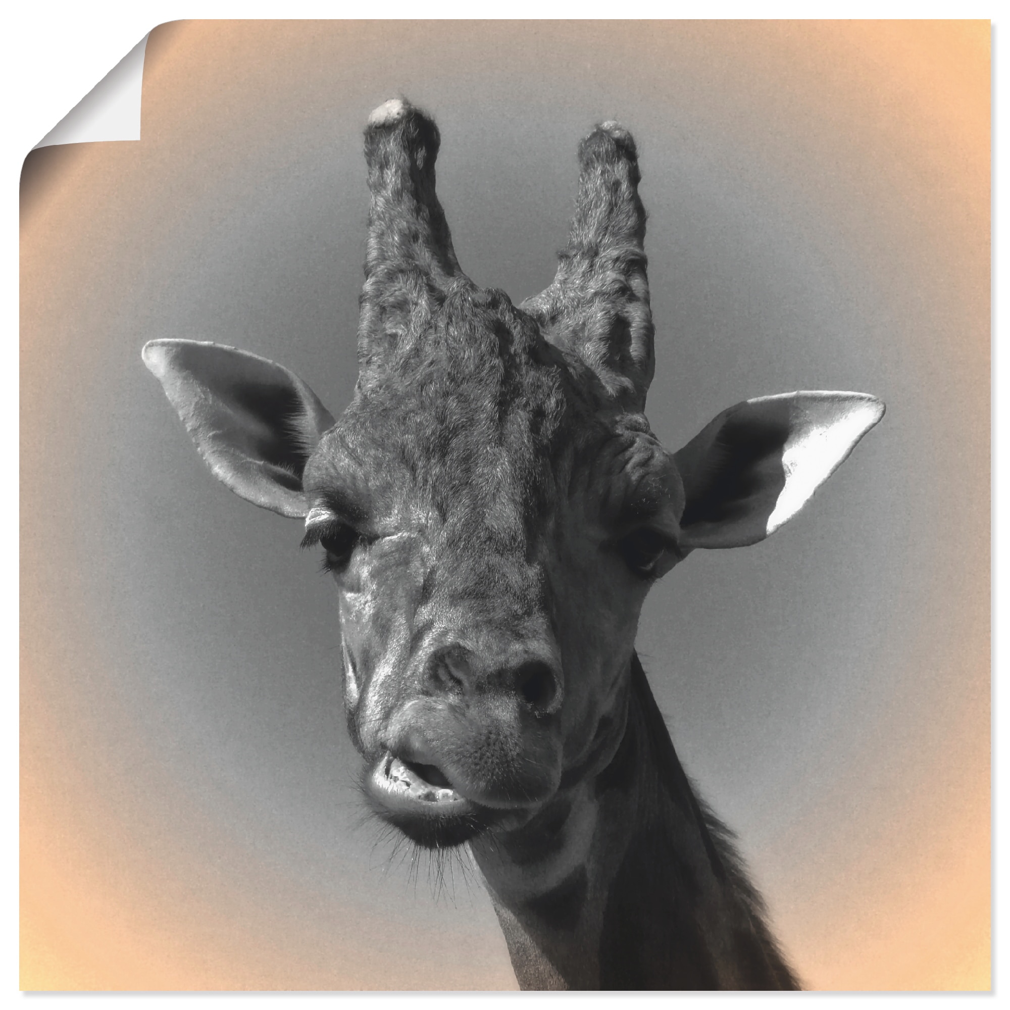 Artland Wandbild »Giraffen Kontakt«, Wildtiere, (1 St.), als Alubild,  Leinwandbild, Wandaufkleber oder Poster in versch. Größen bestellen | BAUR