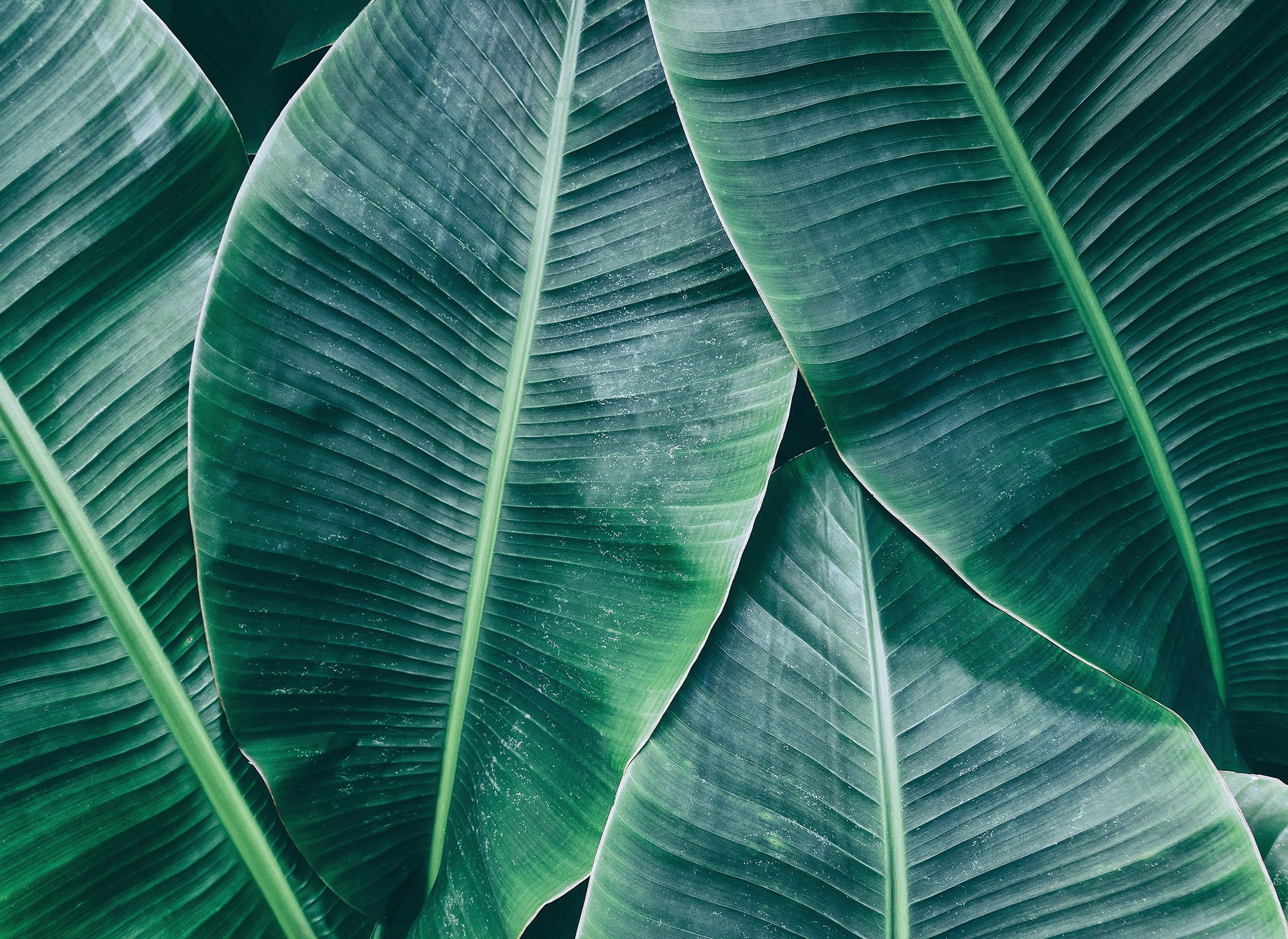 living walls Fototapete "Designwalls Banana Leaves 1" glatt Vlies, Wand, Schräge, Decke