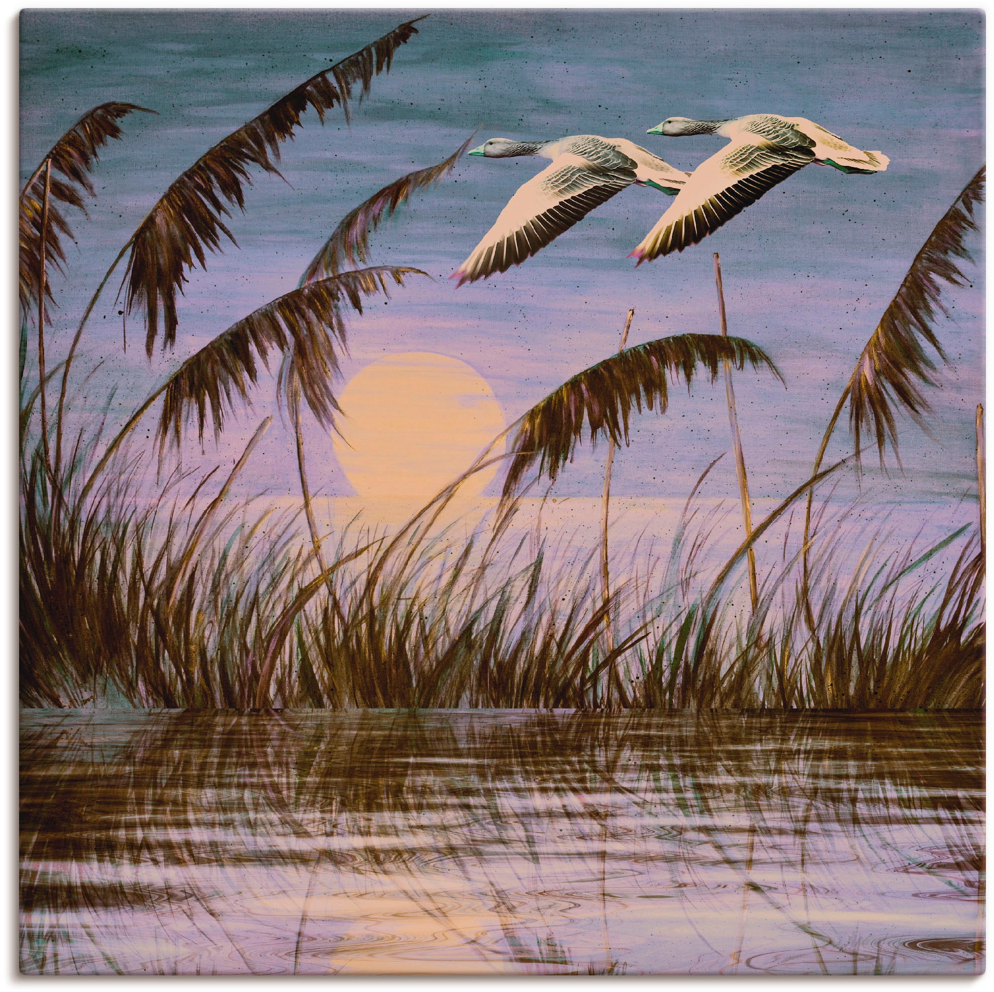 Größen Artland Vögel, in Alubild, Leinwandbild, als in Wandaufkleber der versch. (1 »Wildgänse Wandbild | oder BAUR Poster kaufen Abendsonne«, St.),
