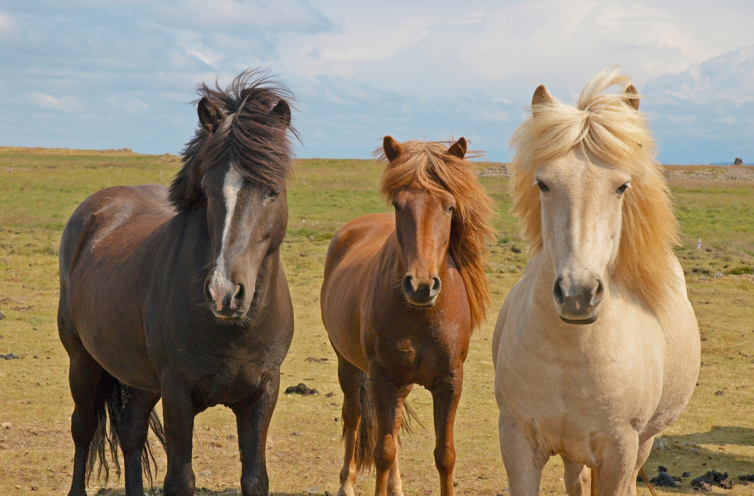 Papermoon Fototapetas »ISLAND-PFERDE-PONY TIER L...