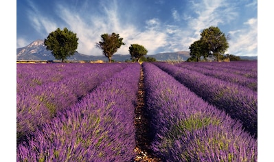 Fototapete »Lavendelfeld«
