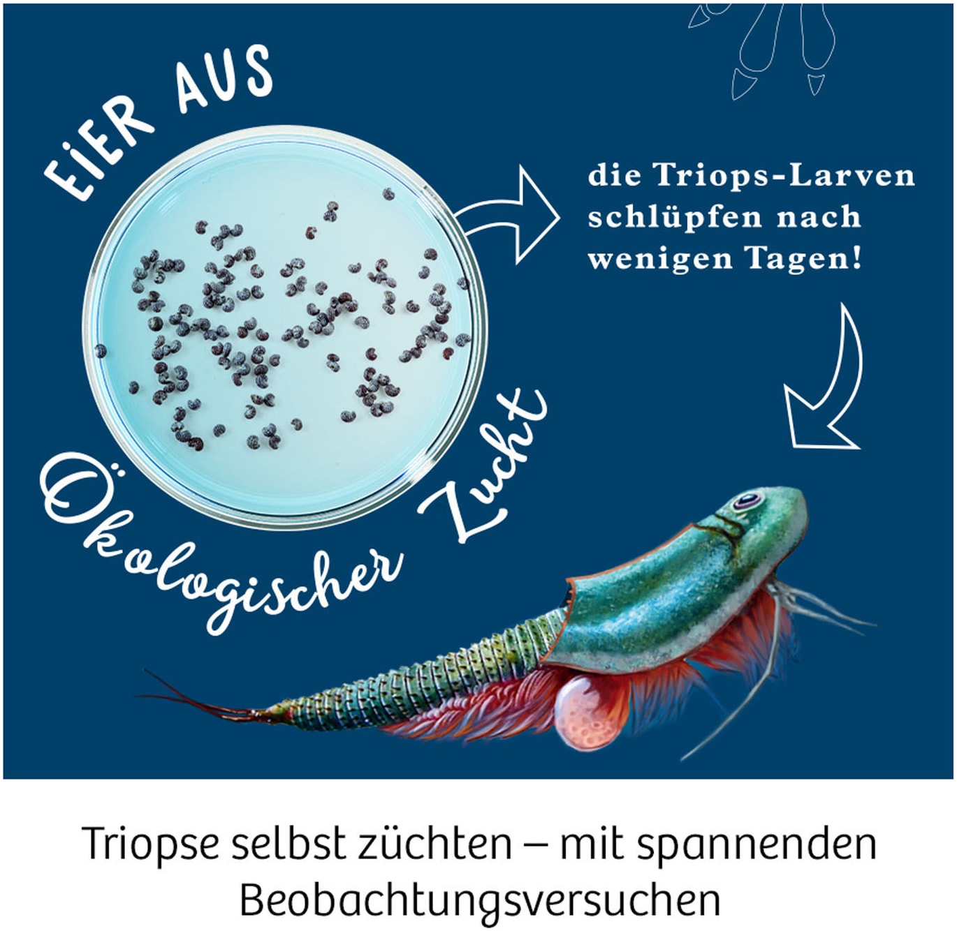 Kosmos Experimentierkasten »Triops-Welt« Made in Germany
